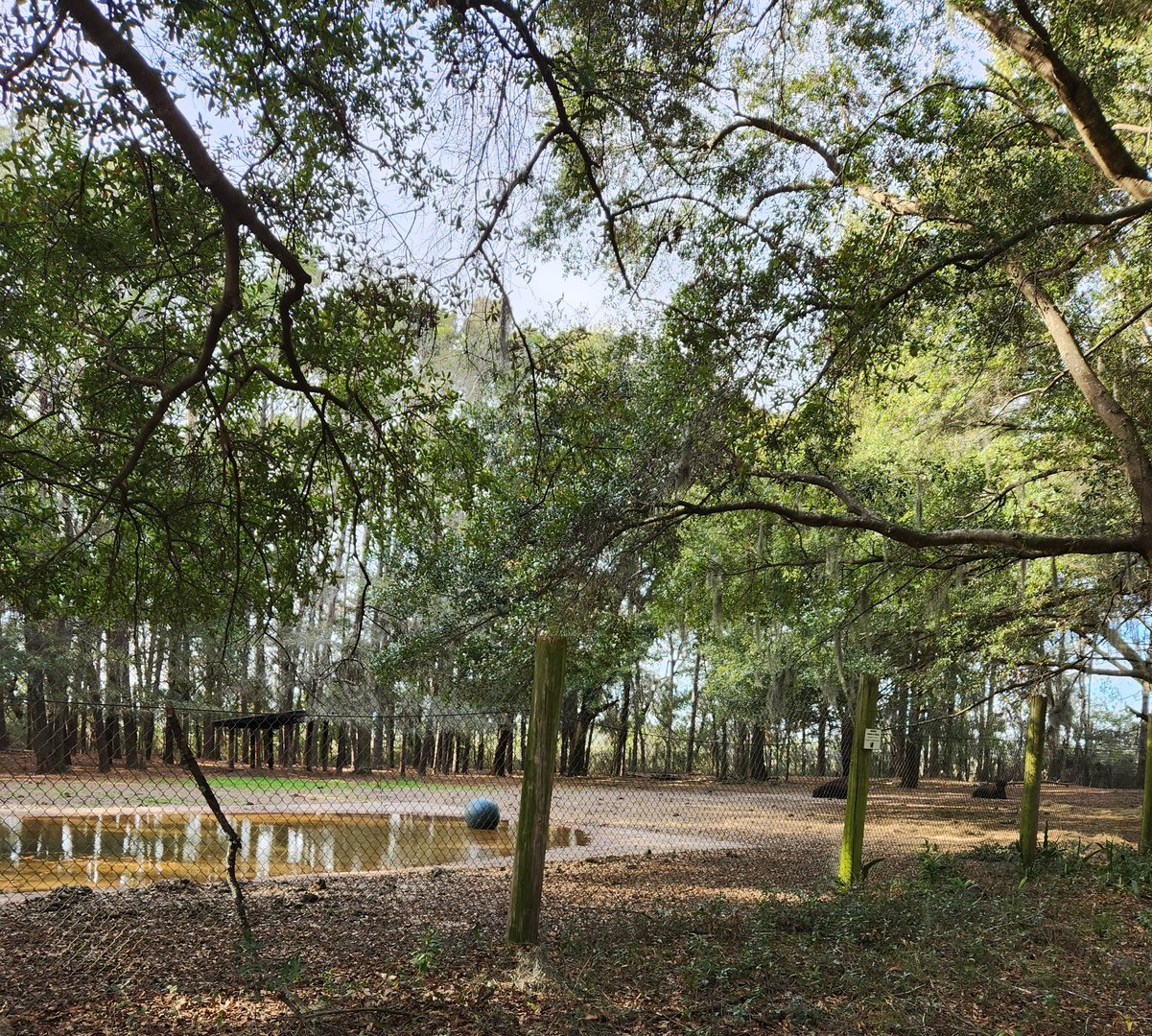Oatland Island Wildlife Center (2023) - Bison exhibit