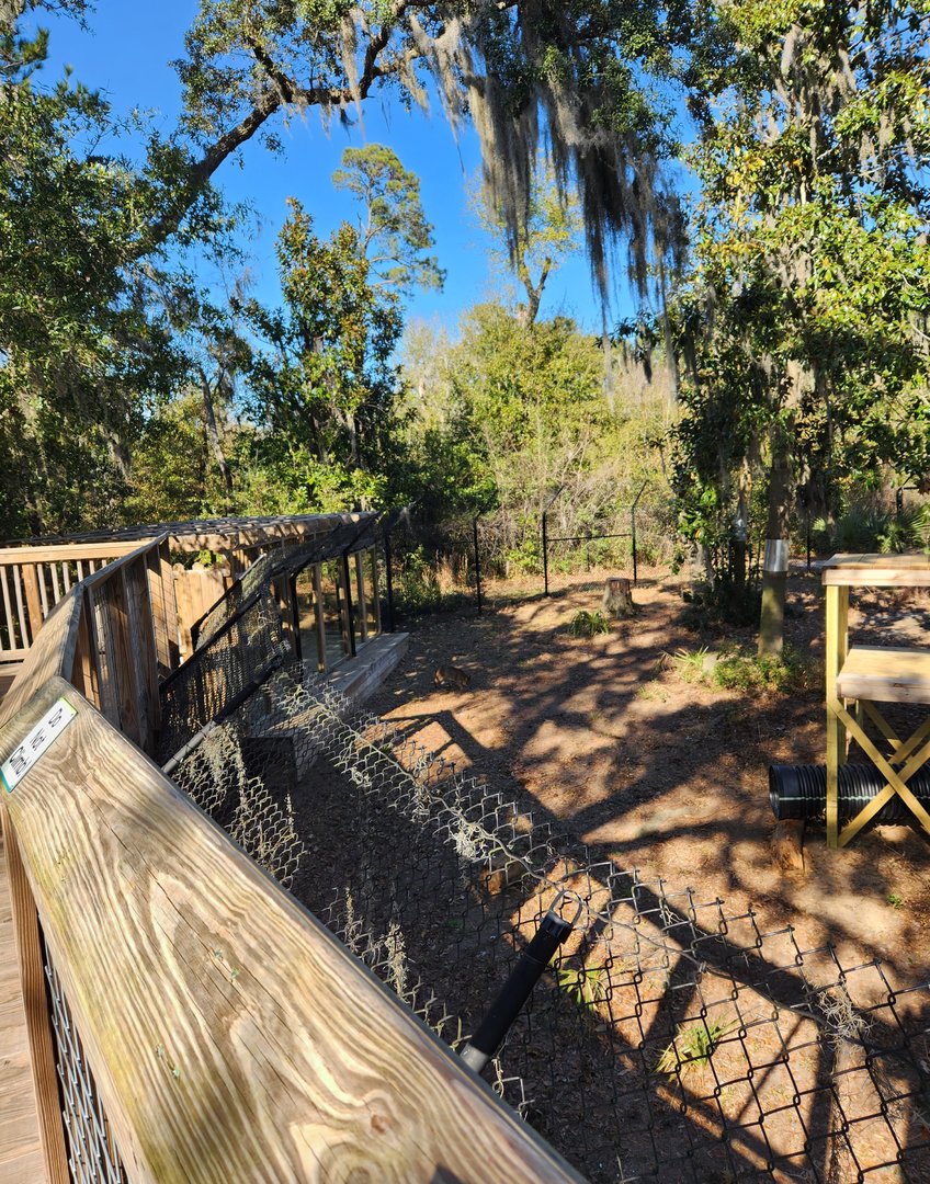 Oatland Island Wildlife Center (2023) - Bobcat exhibit