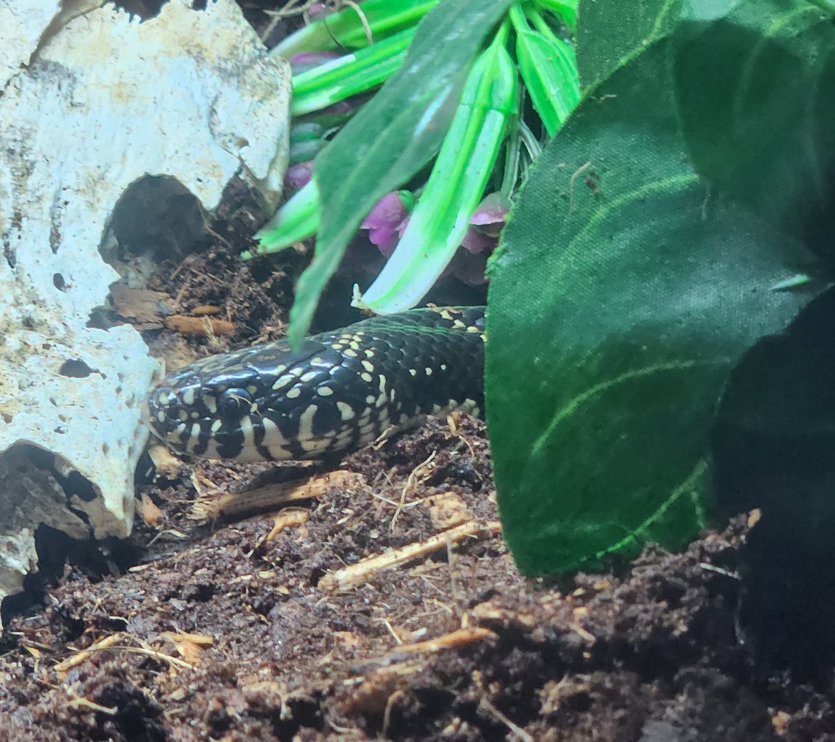 Oatland Island Wildlife Center (2023) - Common King Snake