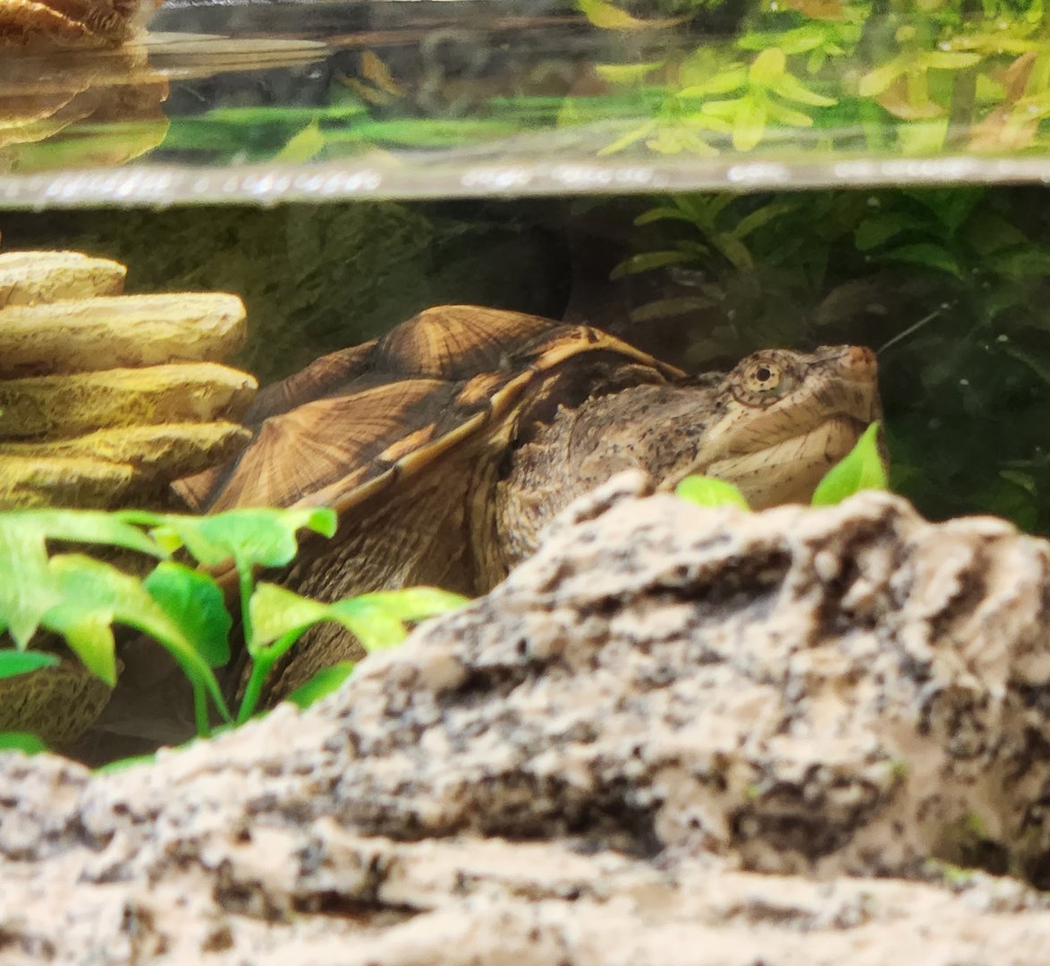 Oatland Island Wildlife Center (2023) - Common Snapping Turtle