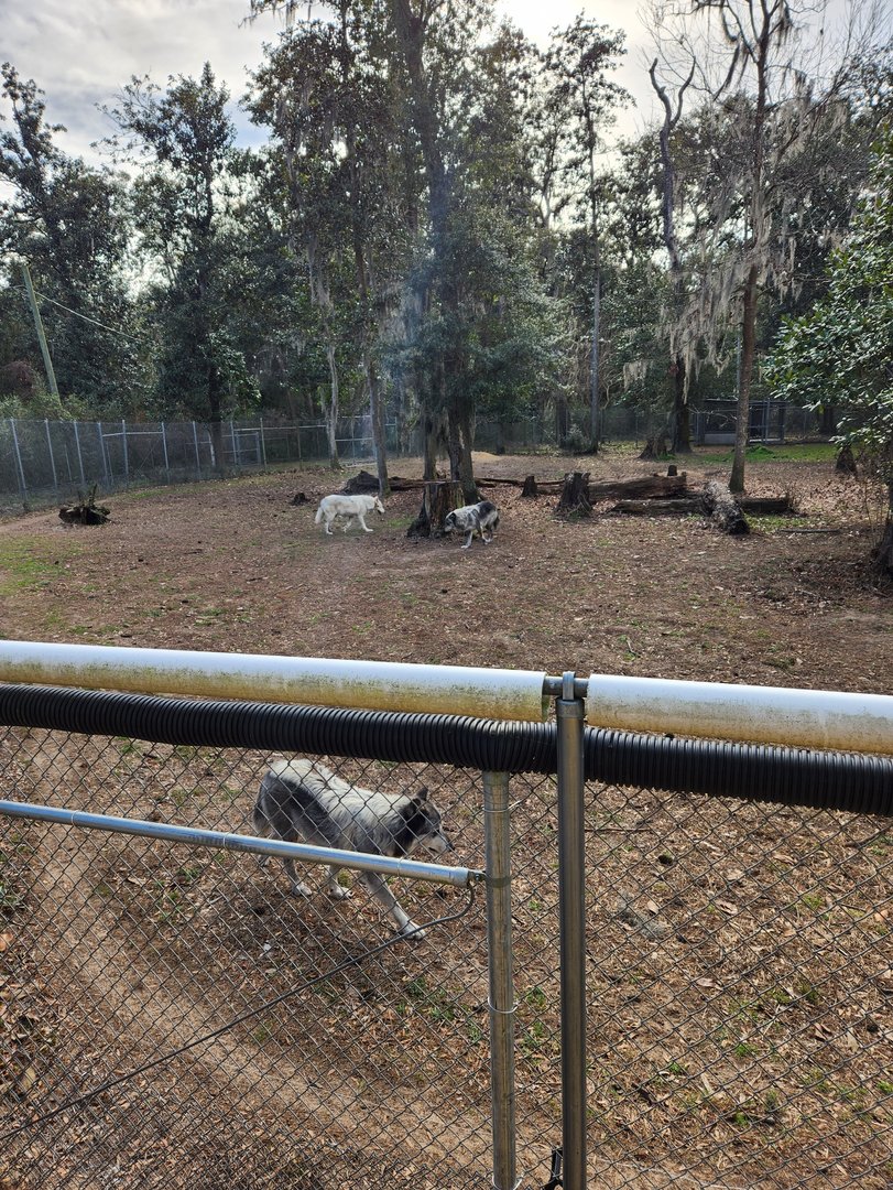 Oatland Island Wildlife Center (2023) - Gray Wolf exhibit