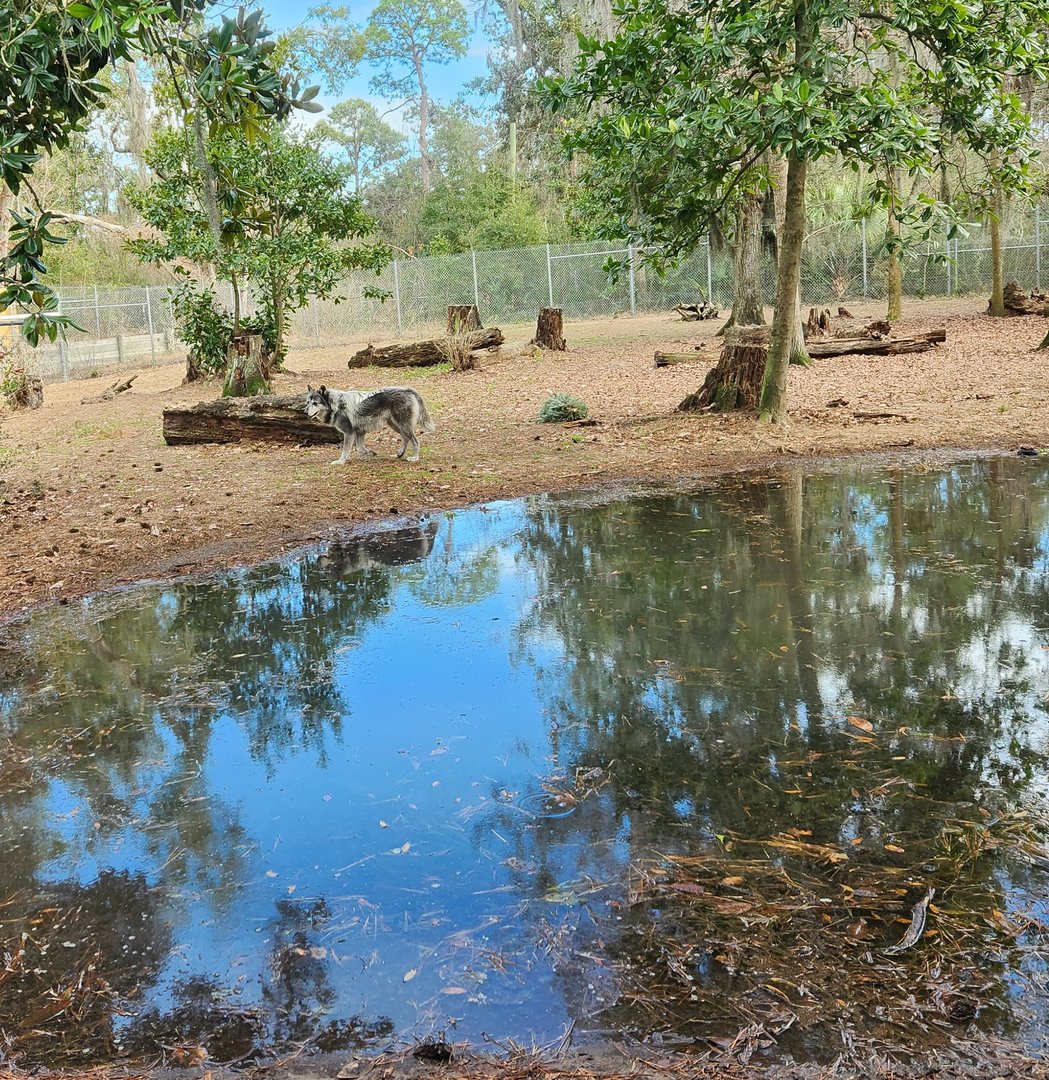 Oatland Island Wildlife Center (2023) - Gray Wolf