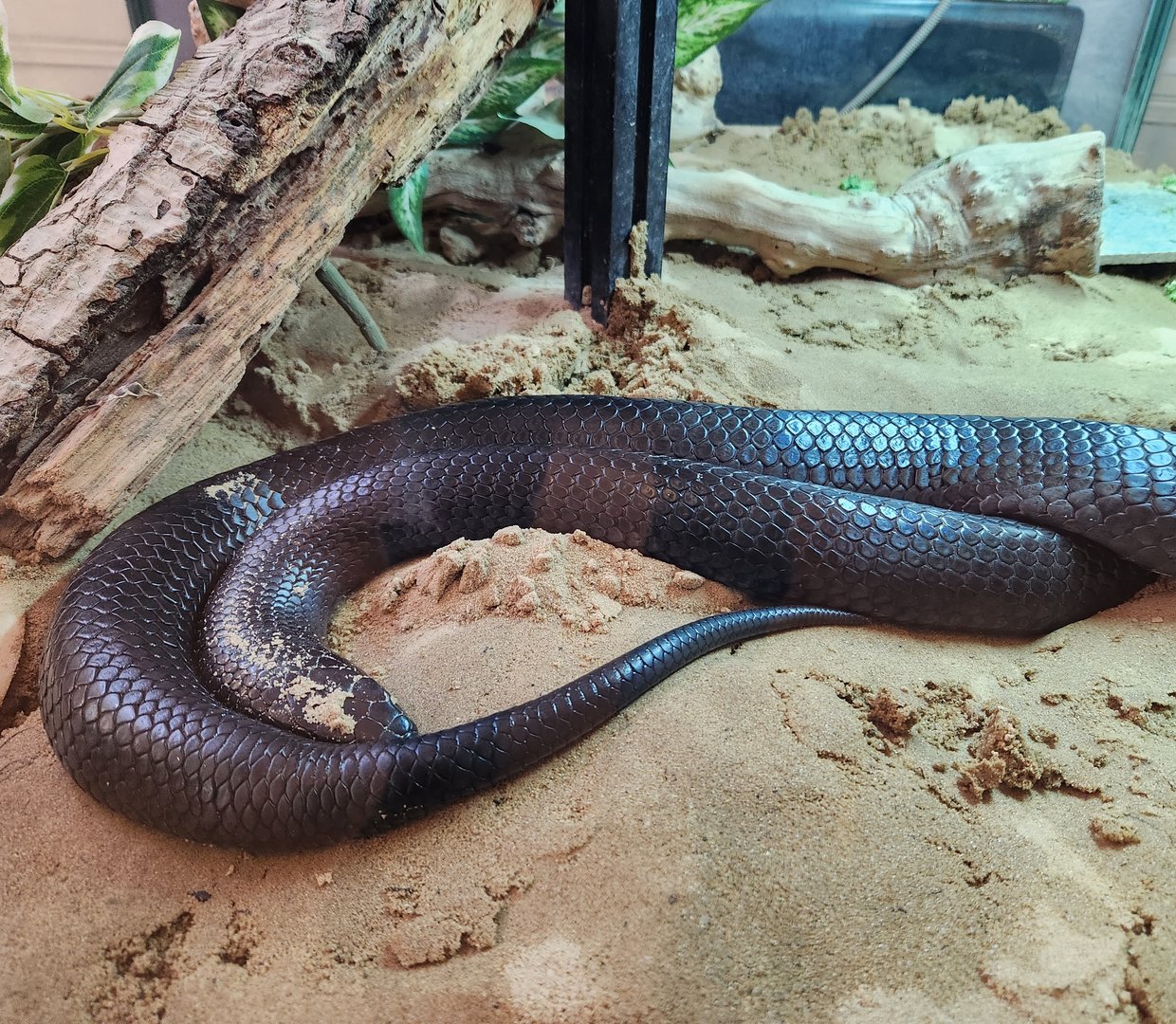Oatland Island Wildlife Center (2023) - Indigo Snake