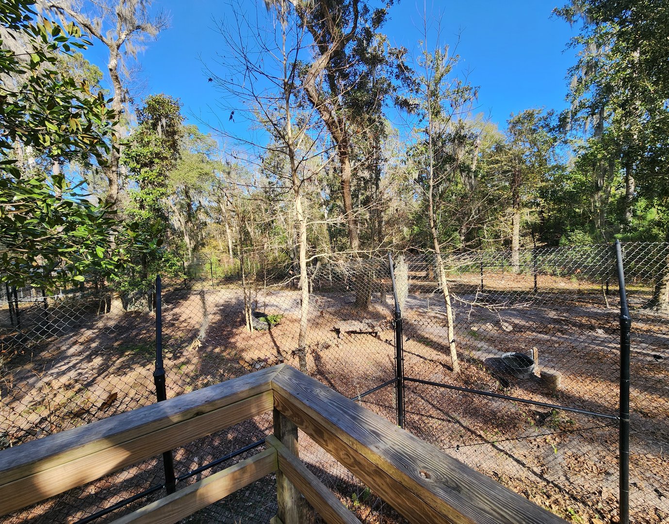 Oatland Island Wildlife Center (2023) - Red Fox exhibit