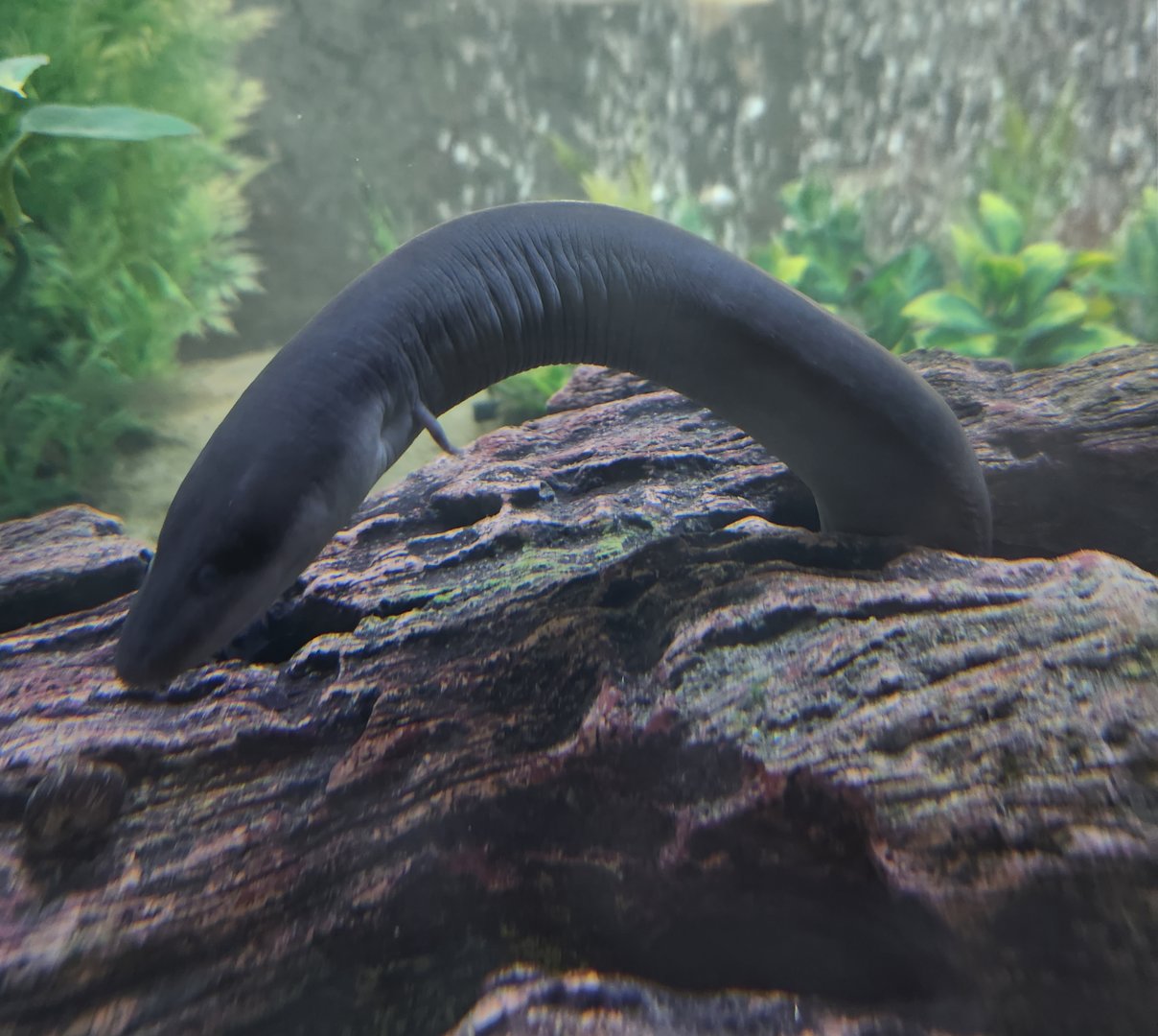 Oatland Island Wildlife Center (2023) - Two-toed Amphiuma