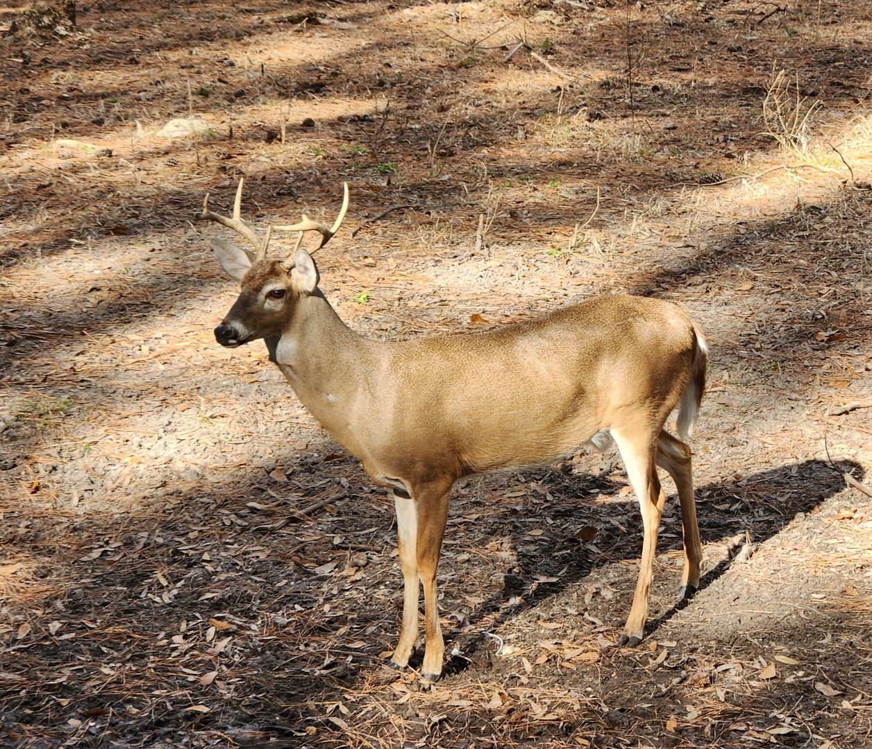 Oatland Island Wildlife Center (2023) - White-tailed Deer