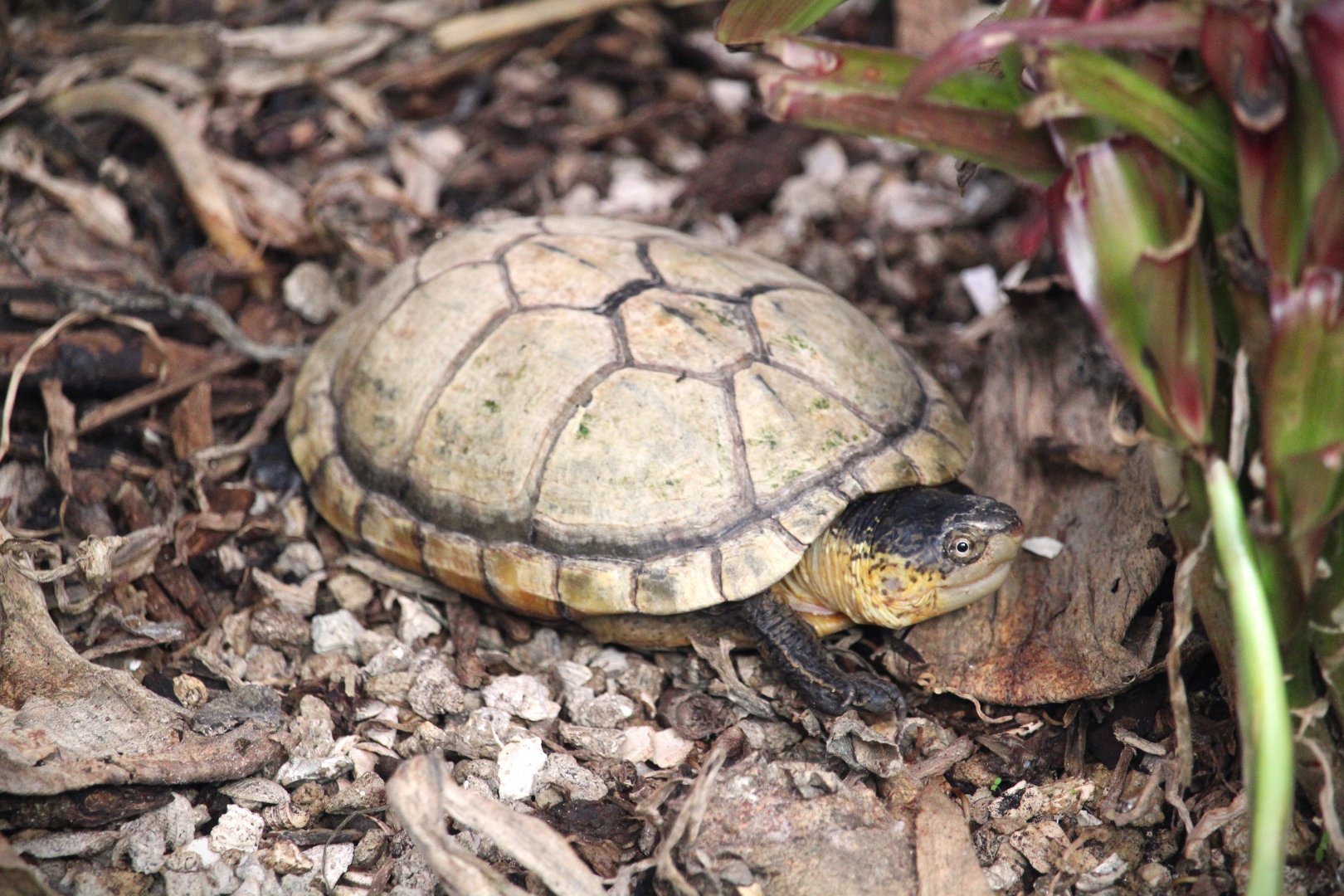 Oaxaca Mud Turtle