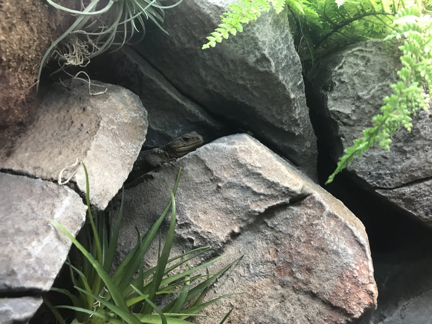 Oaxacan Knob-scaled Lizard