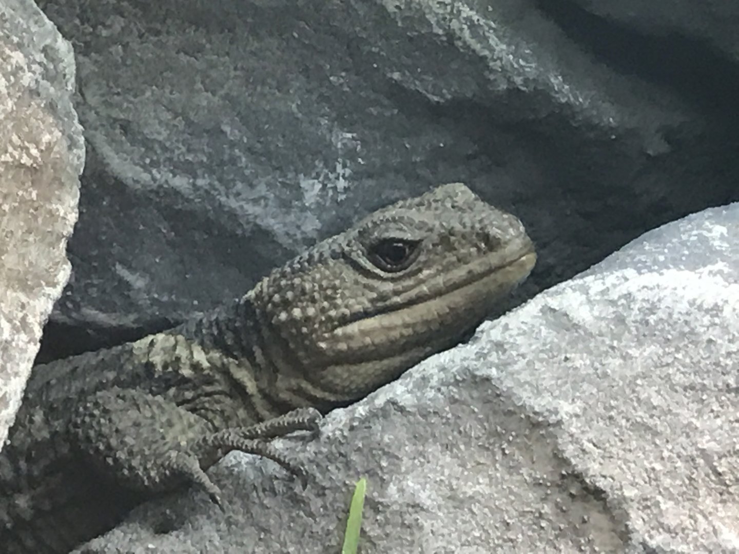 Oaxacan Knob-scaled Lizard
