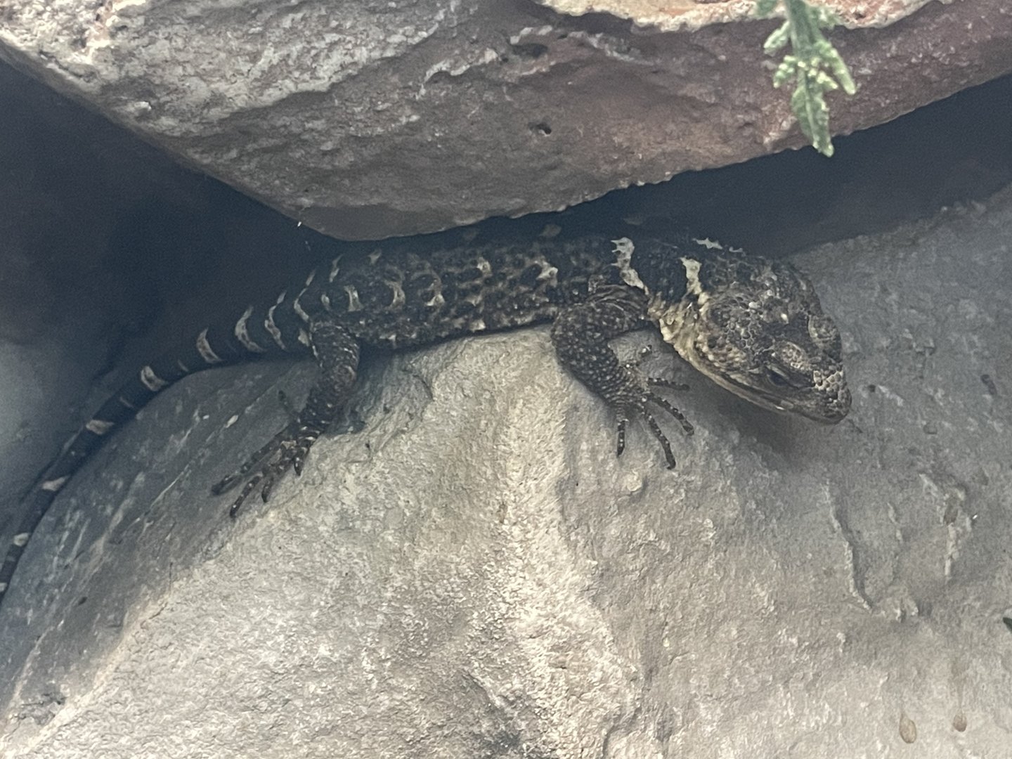 Oaxacan Knob-scaled Lizard