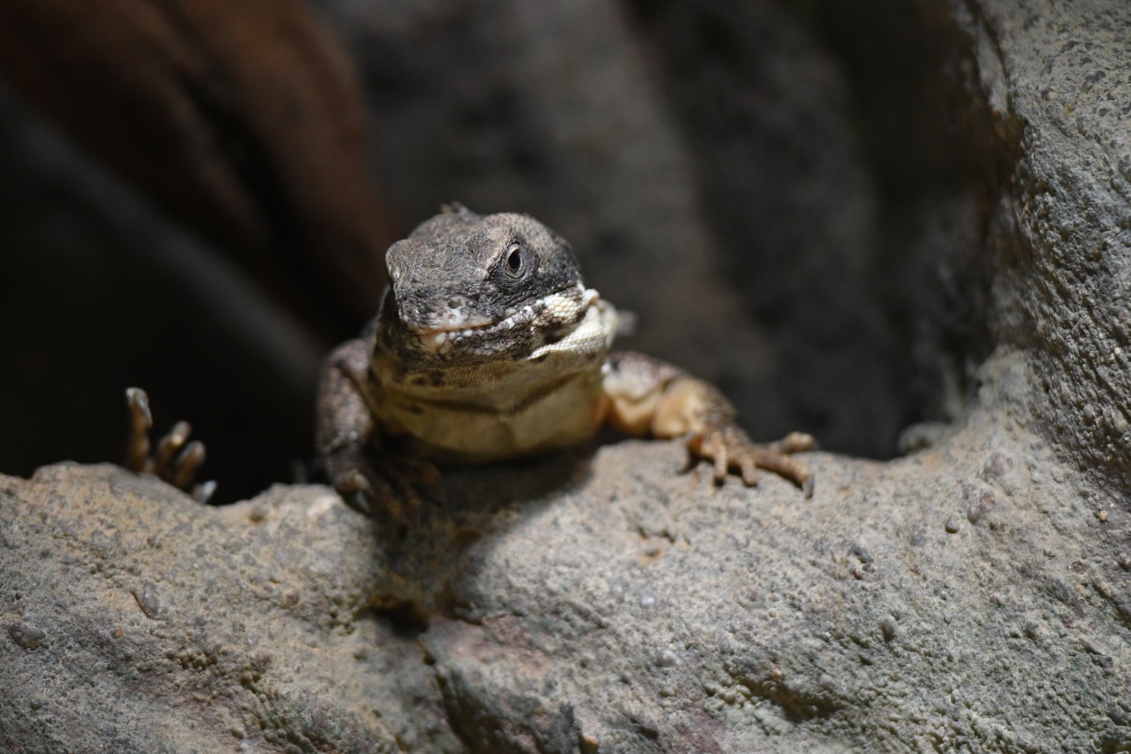 Oaxacan spiny-tailed iguana Ctenosaura quinquecarinata