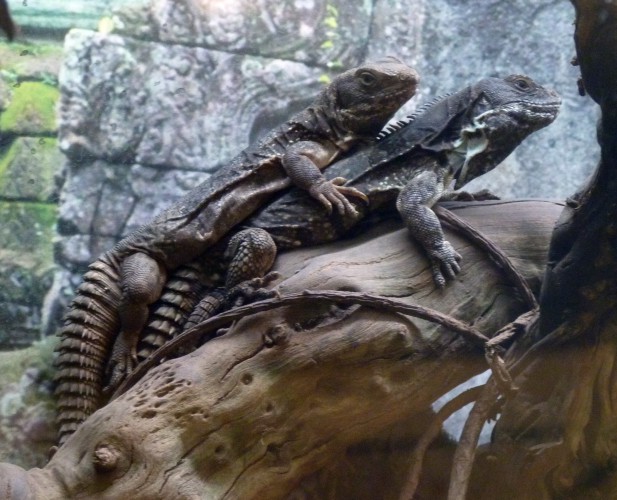 Oaxacan spiny-tailed iguanas (Ctenosaura quinquecarinata)