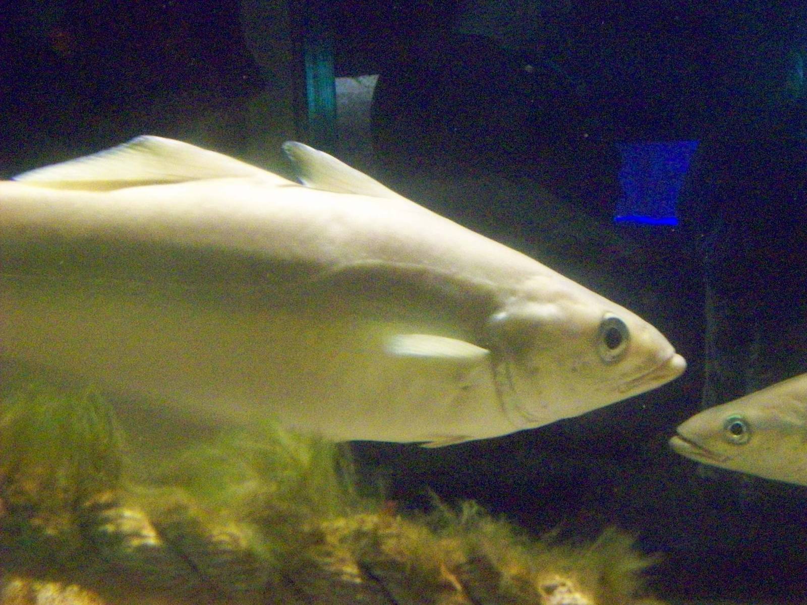 oban aquarium