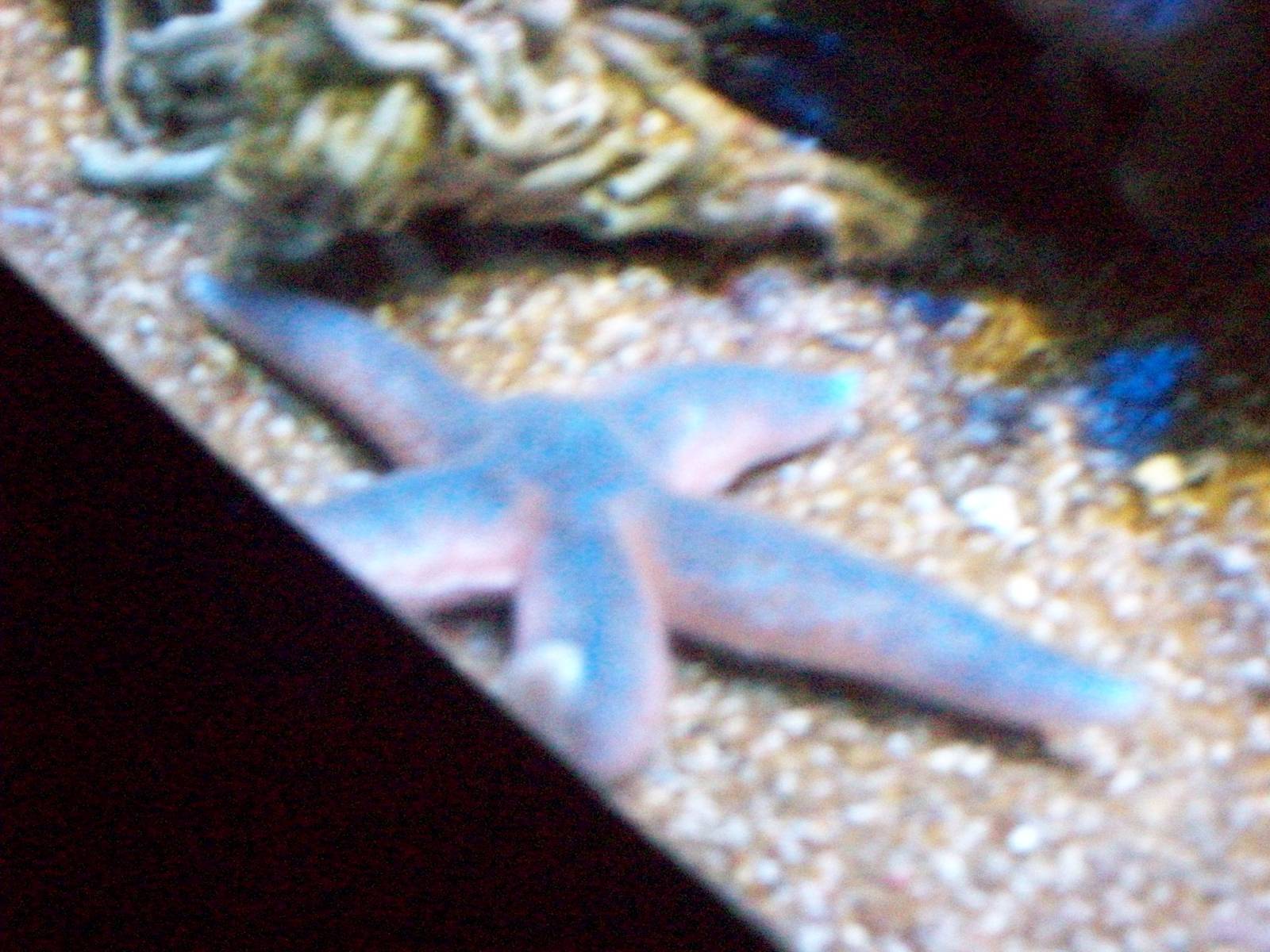 oban aquarium