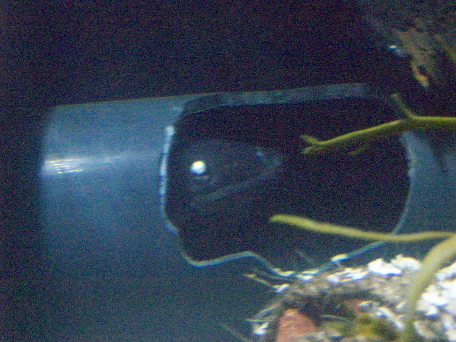 oban aquarium