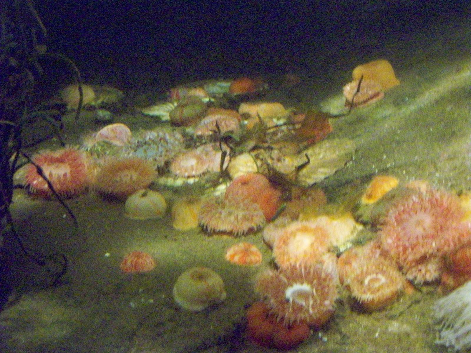 oban aquarium