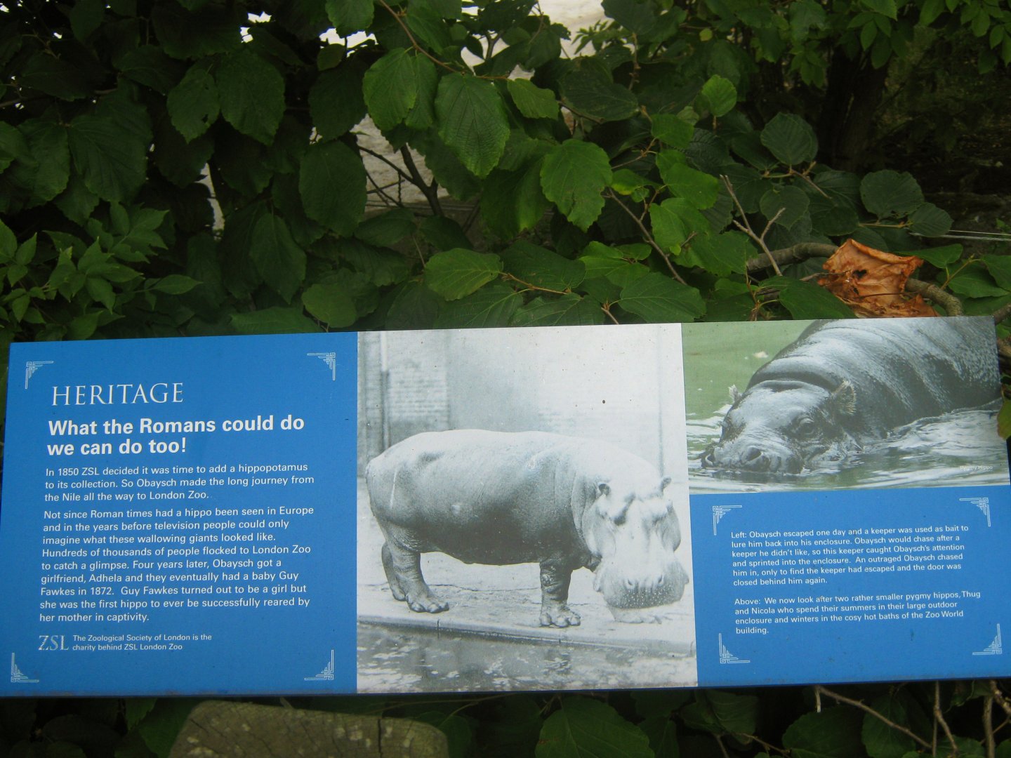 Obaysch The Hippo Sign