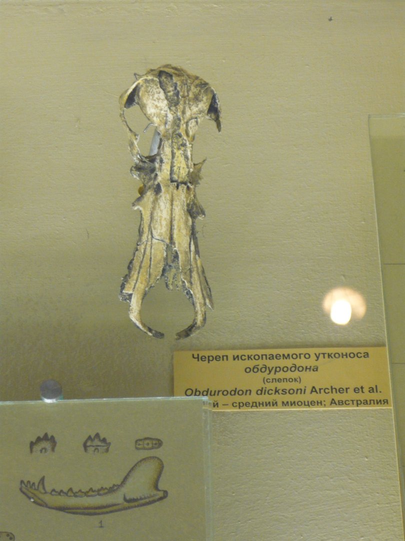 Obdurodon dicksoni skull (cast)