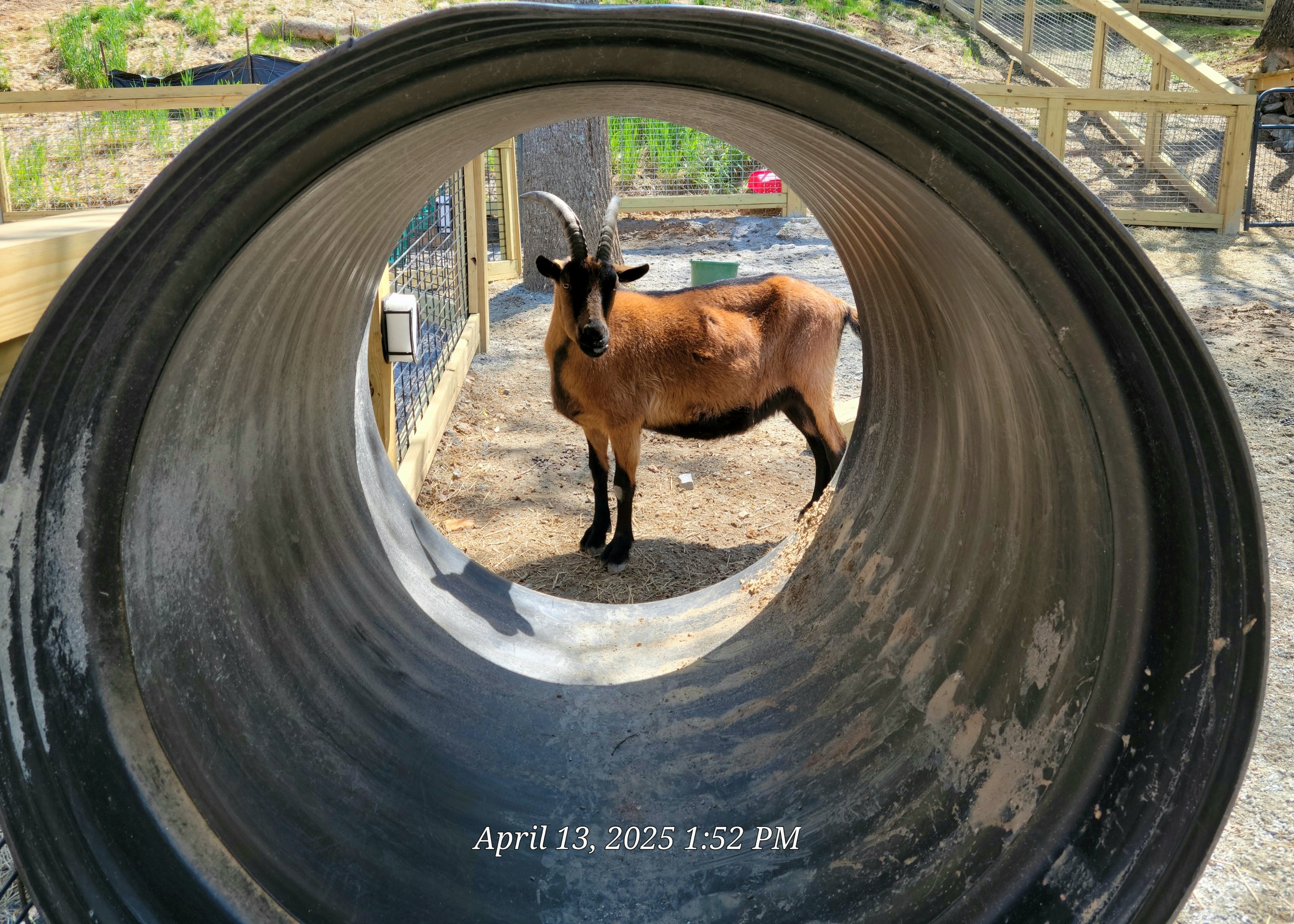 Oberhasli Goat - April 2025