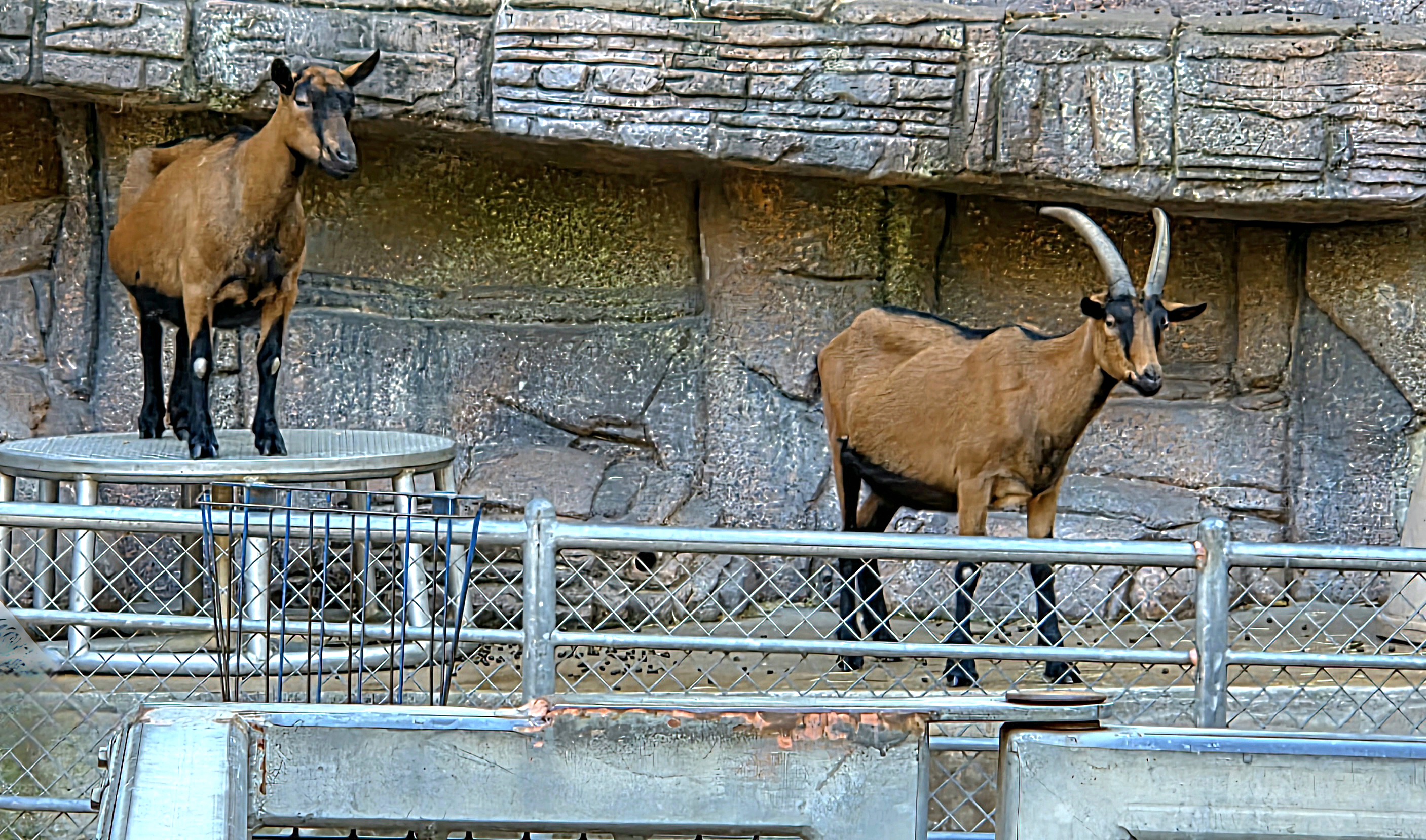 Oberhasli Goat - Zoo Knoxville