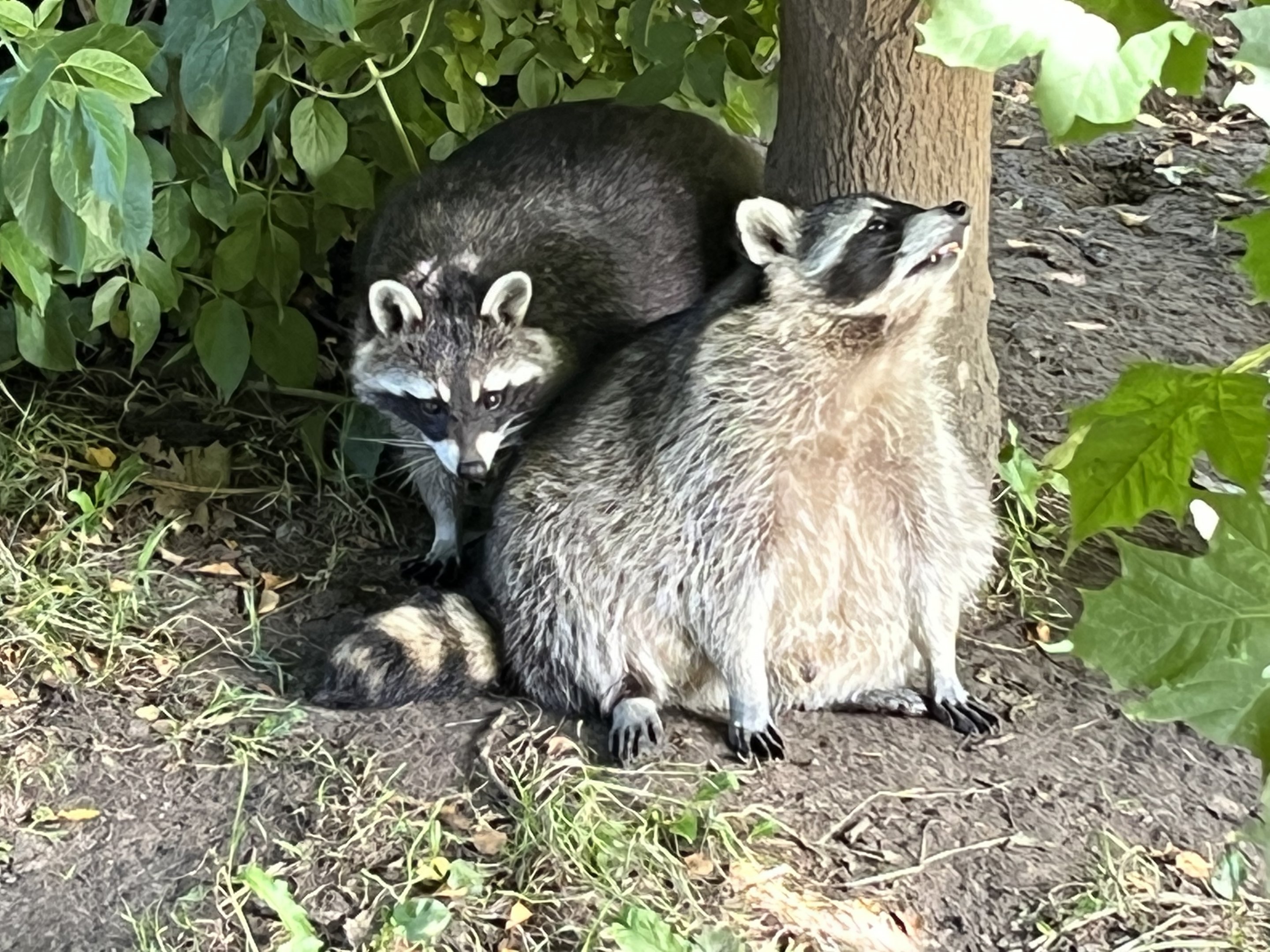 Obese Raccoons (fed by public)