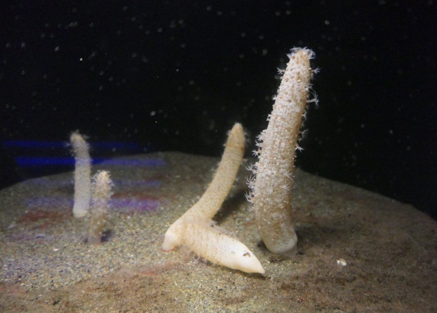 Obese Sea Pen (Cavernularia obesa)