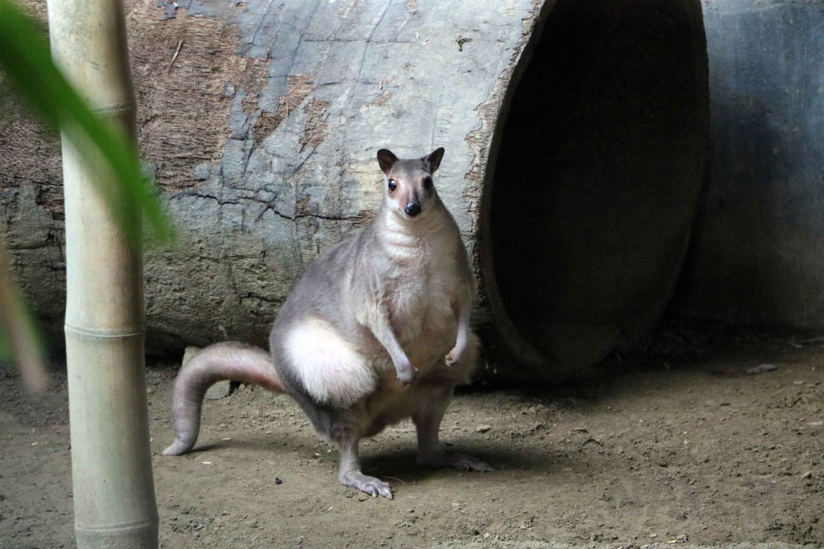 Obese white-striped dorcopsis, July 2016