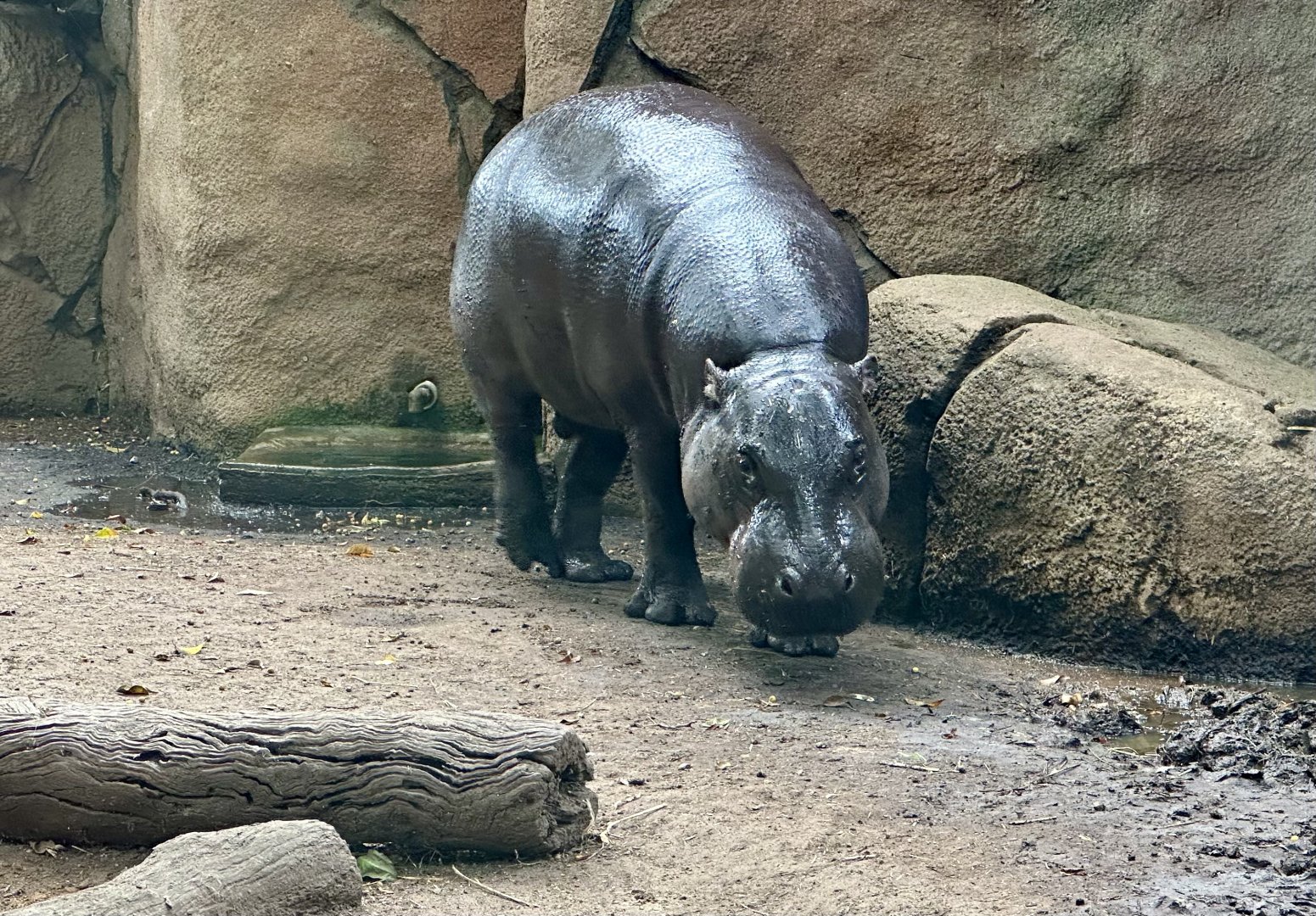 Obi (Pygmy Hippopotamus)