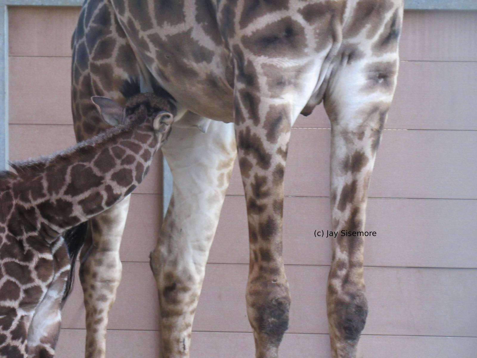 Obi the Giraffe Nursing (12 days old!)