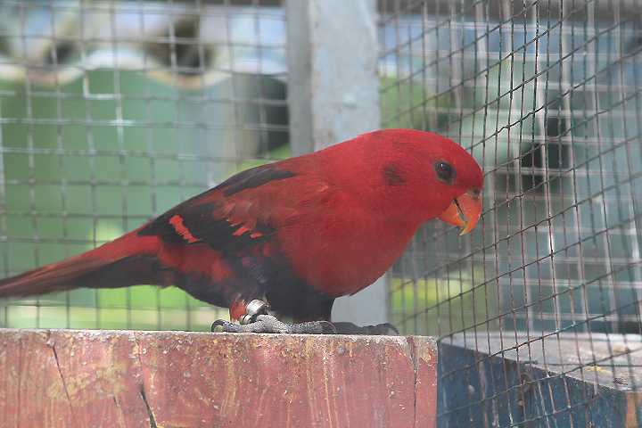 Obi violet-necked lory (Eos squamata obiensis) - Jendela Alam Bandung