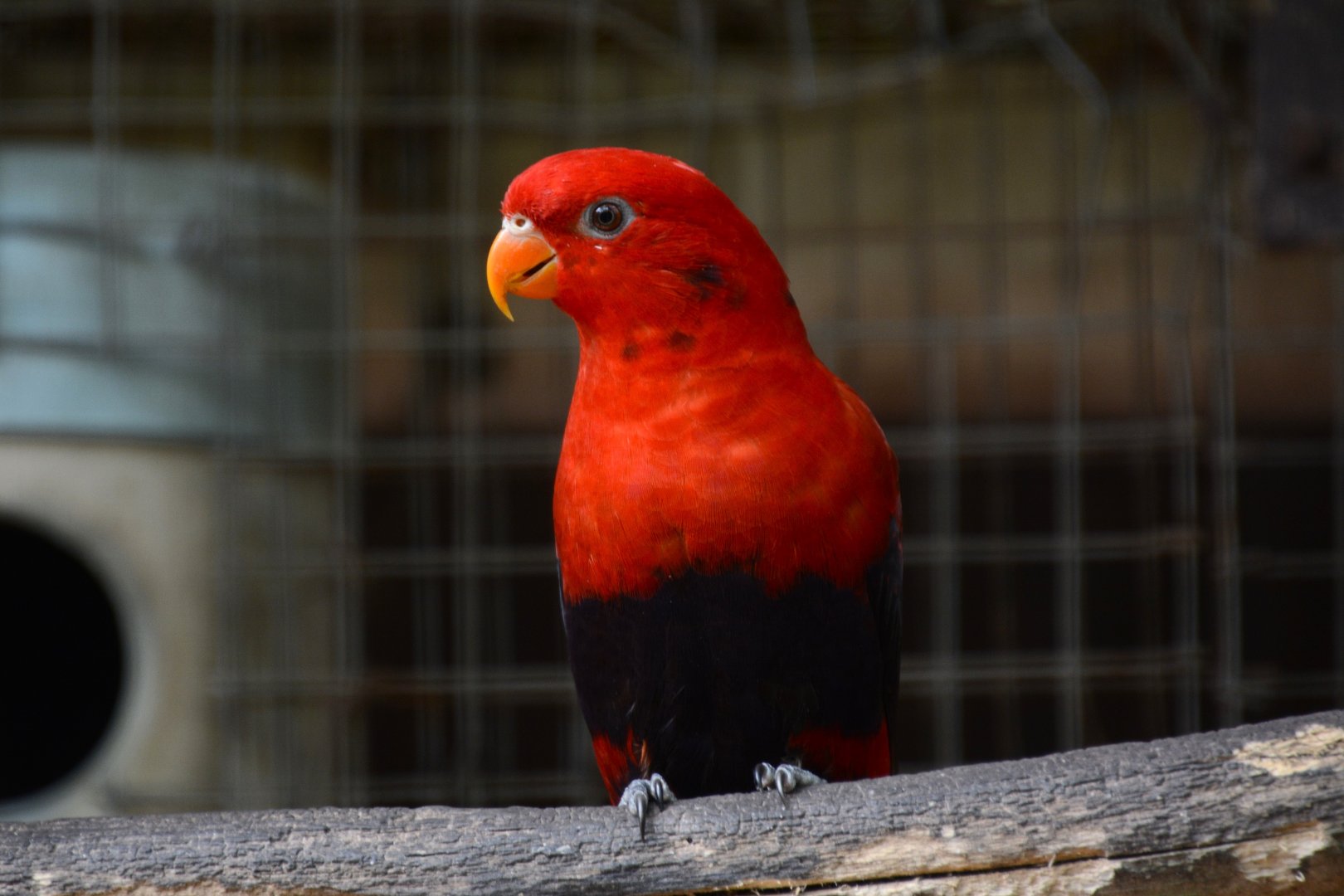 Obi violet-necked lory (Eos squamata obiensis)