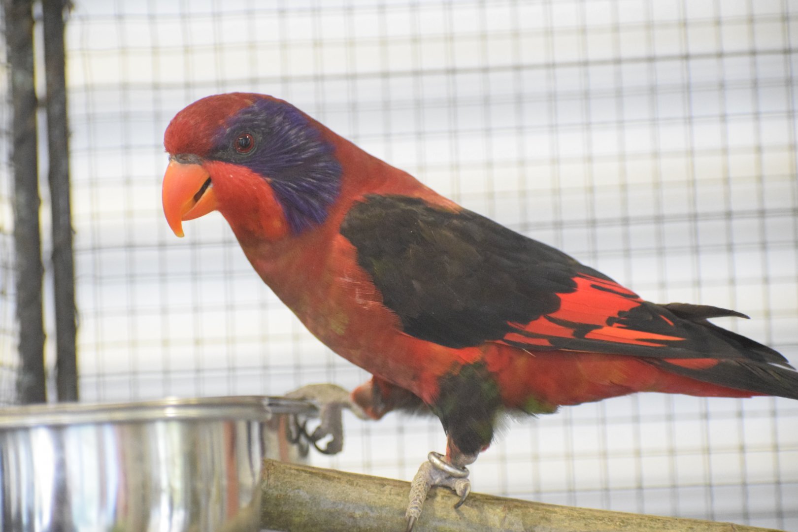 Obi violet-necked lory