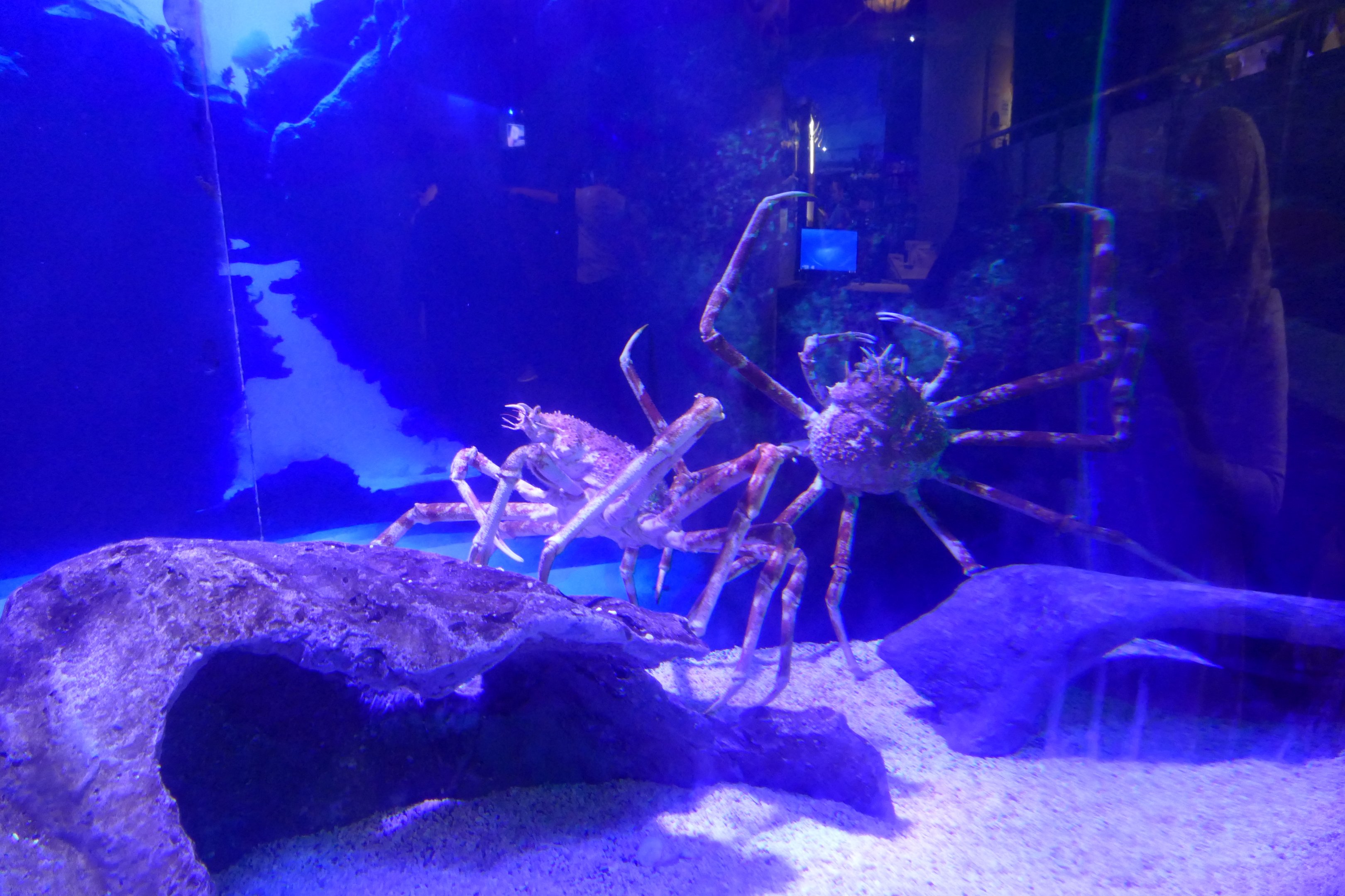 Obligatory Spider crabs