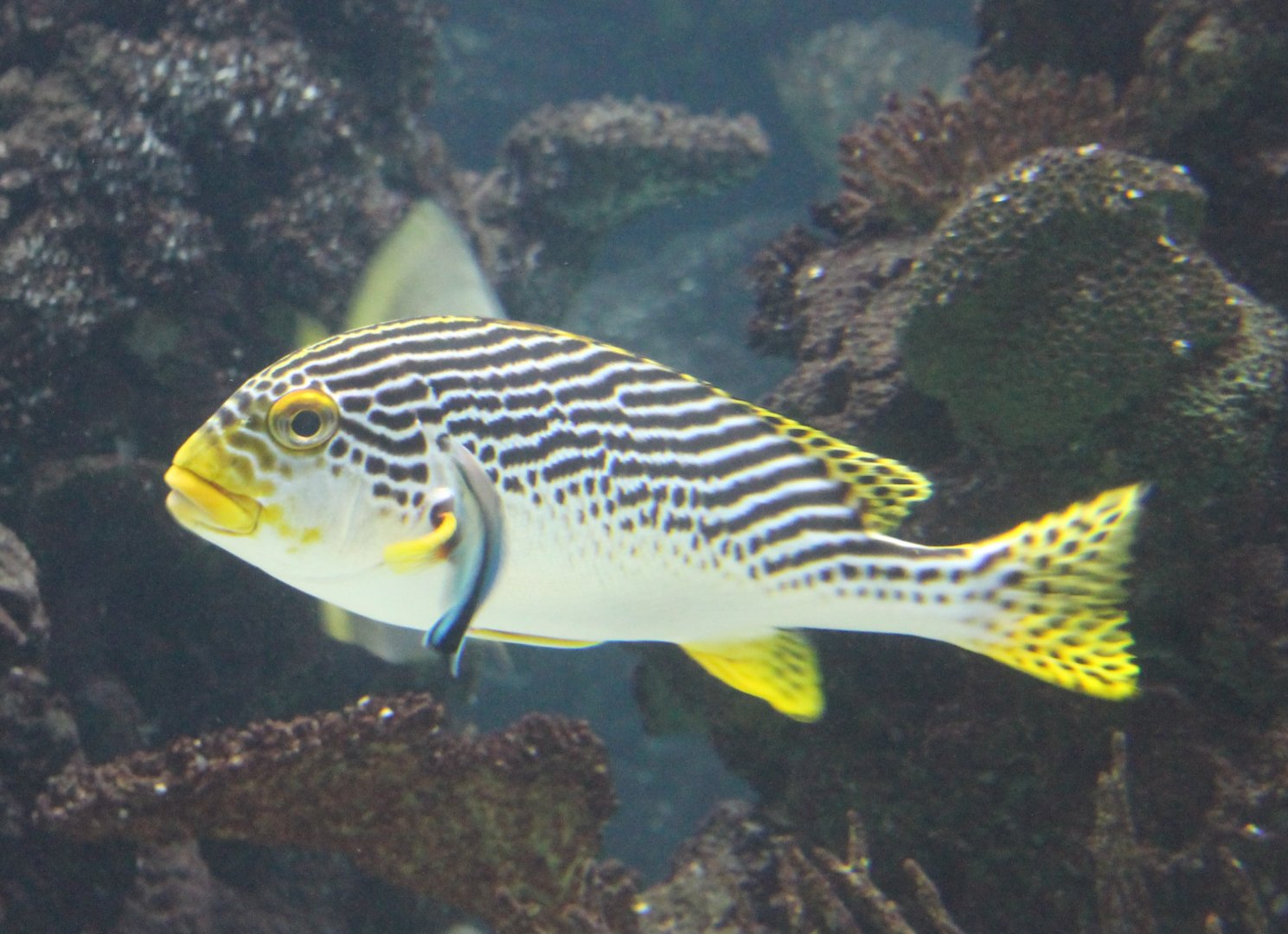 Oblique-banded Sweetlips -Plectorhinchus lineatus