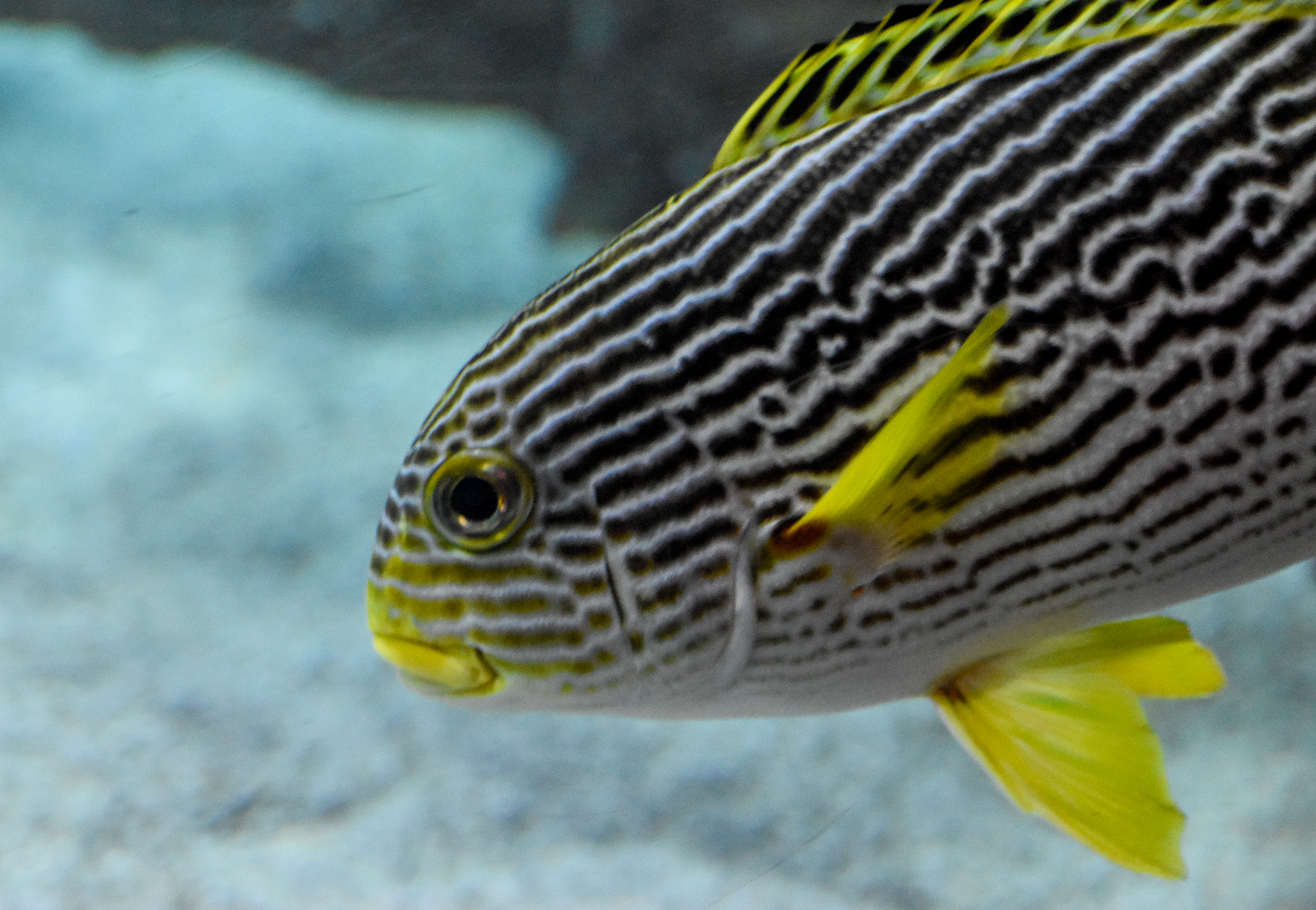 Oblique-banded Sweetlips