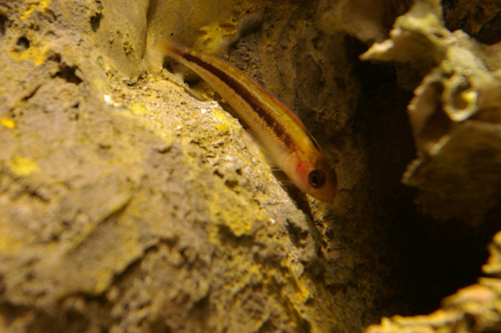 oblique-swimming triplefin (Obliquichthys maryannae)