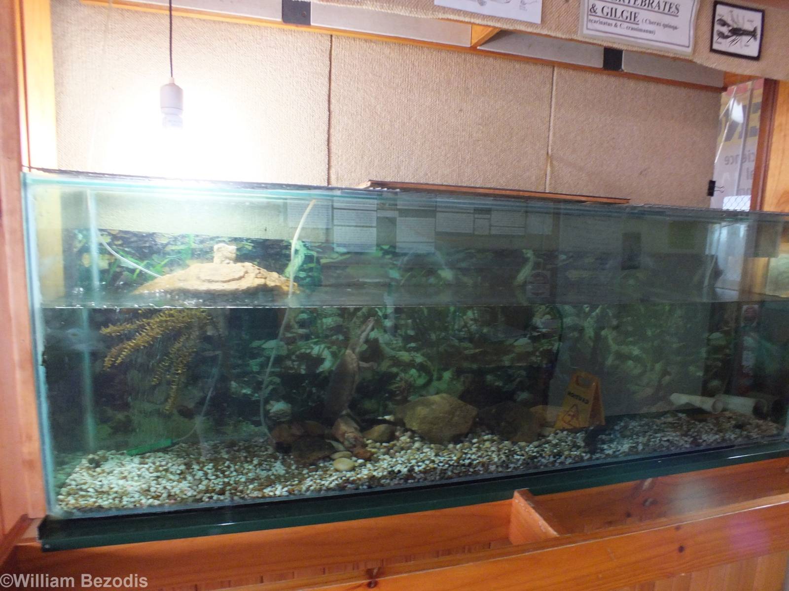 Oblong Turtle Tank - Herdsman Lake Visitor Centre