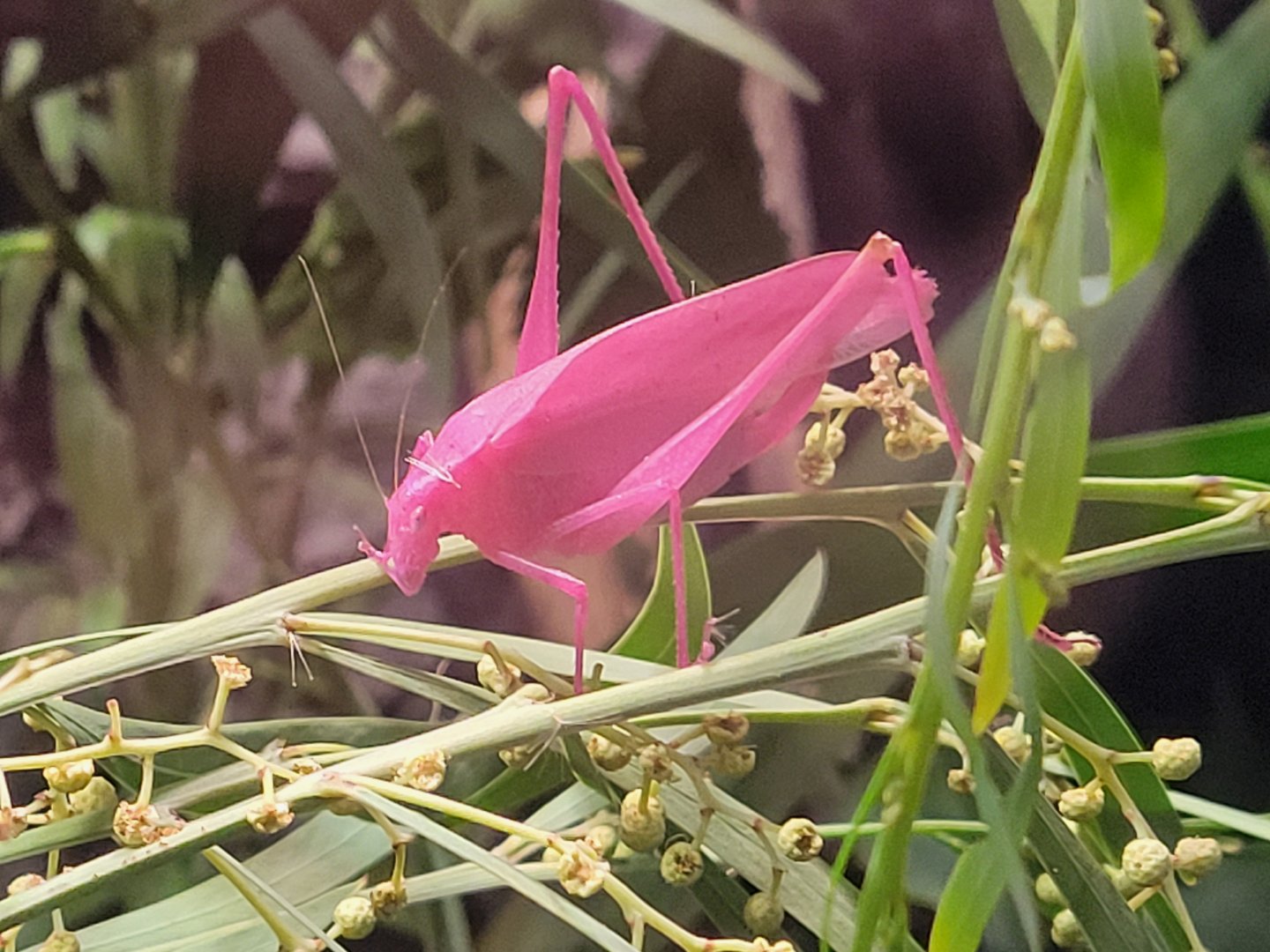 Oblong-Winged Katydid(Amblycorypha oblongifolia)