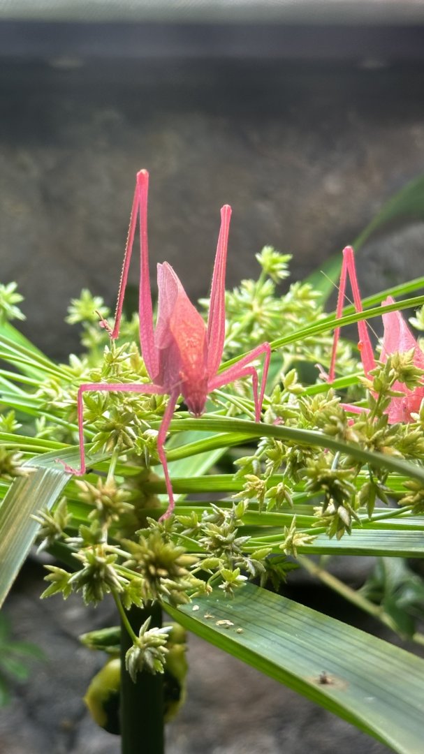 Oblong-winged Katydid