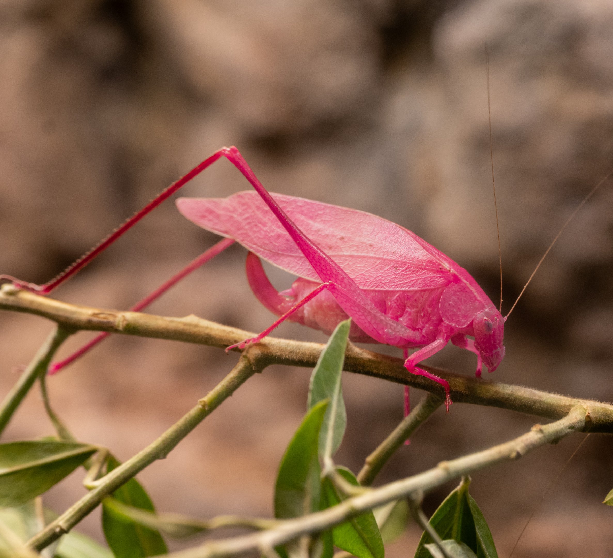 Oblong Winged Katydid