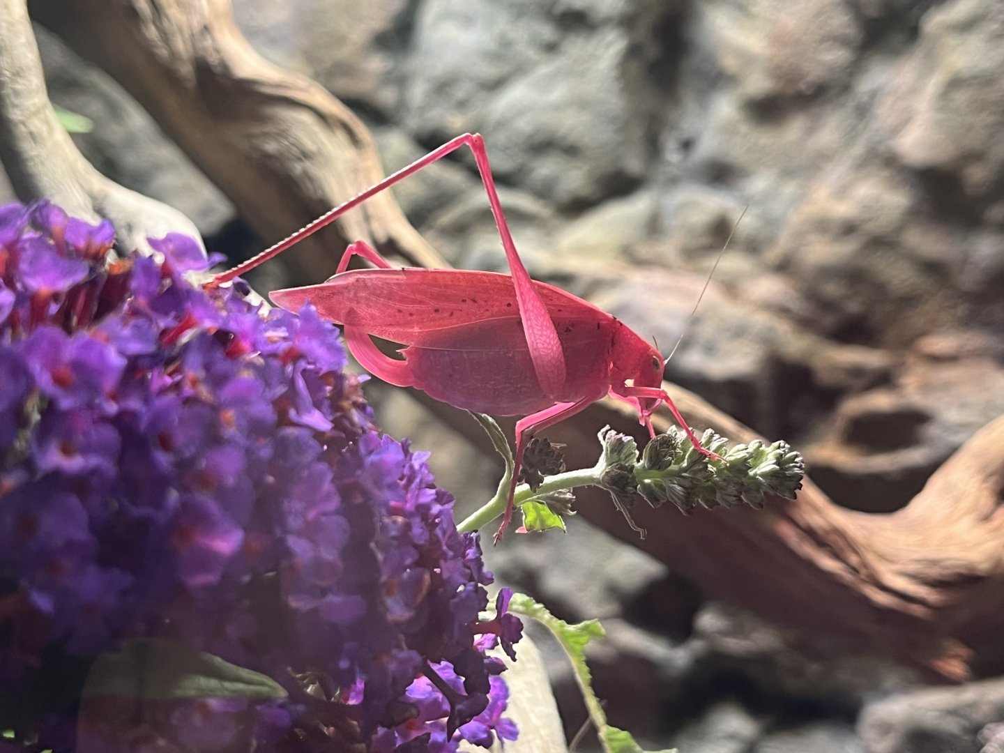 Oblong-winged Katydid