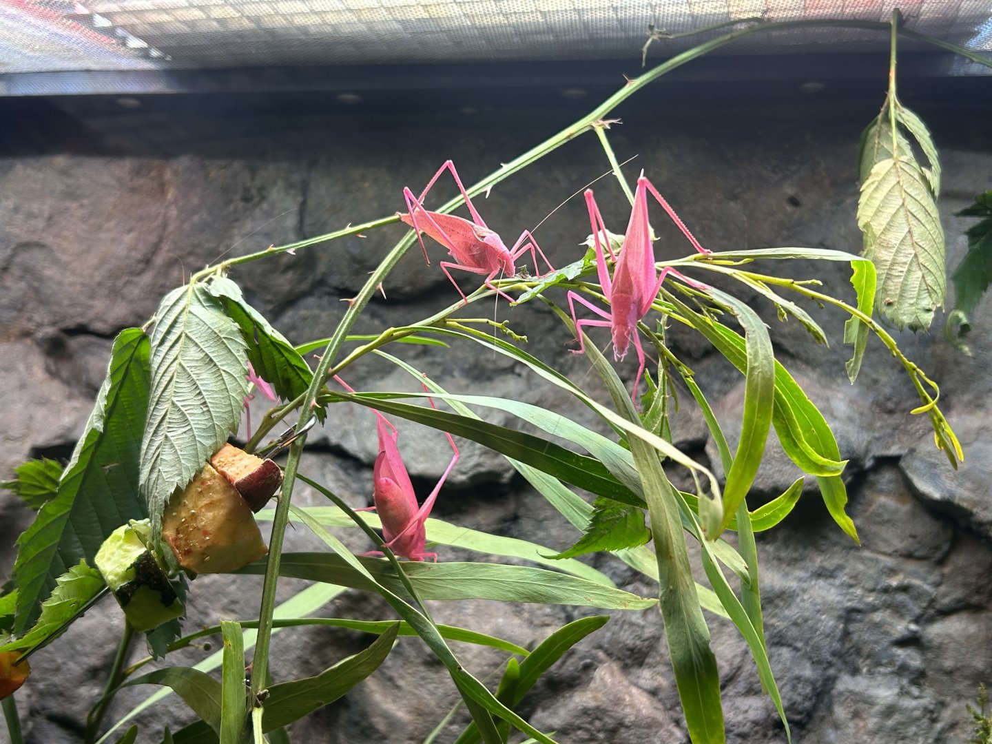 Oblong-winged Katydids