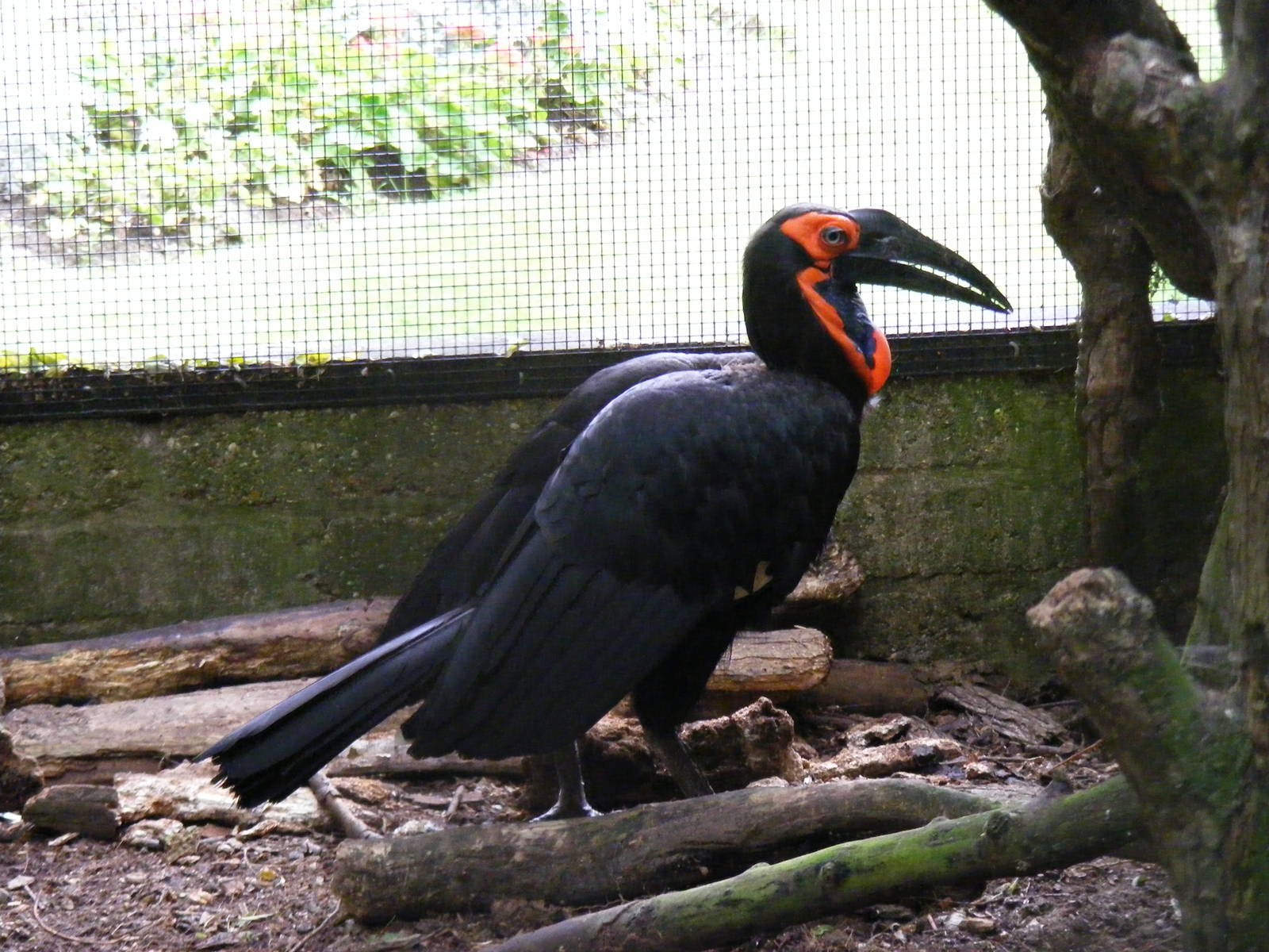 Oboe the Southern ground hornbill at Linton Zoo, 11 September 2010