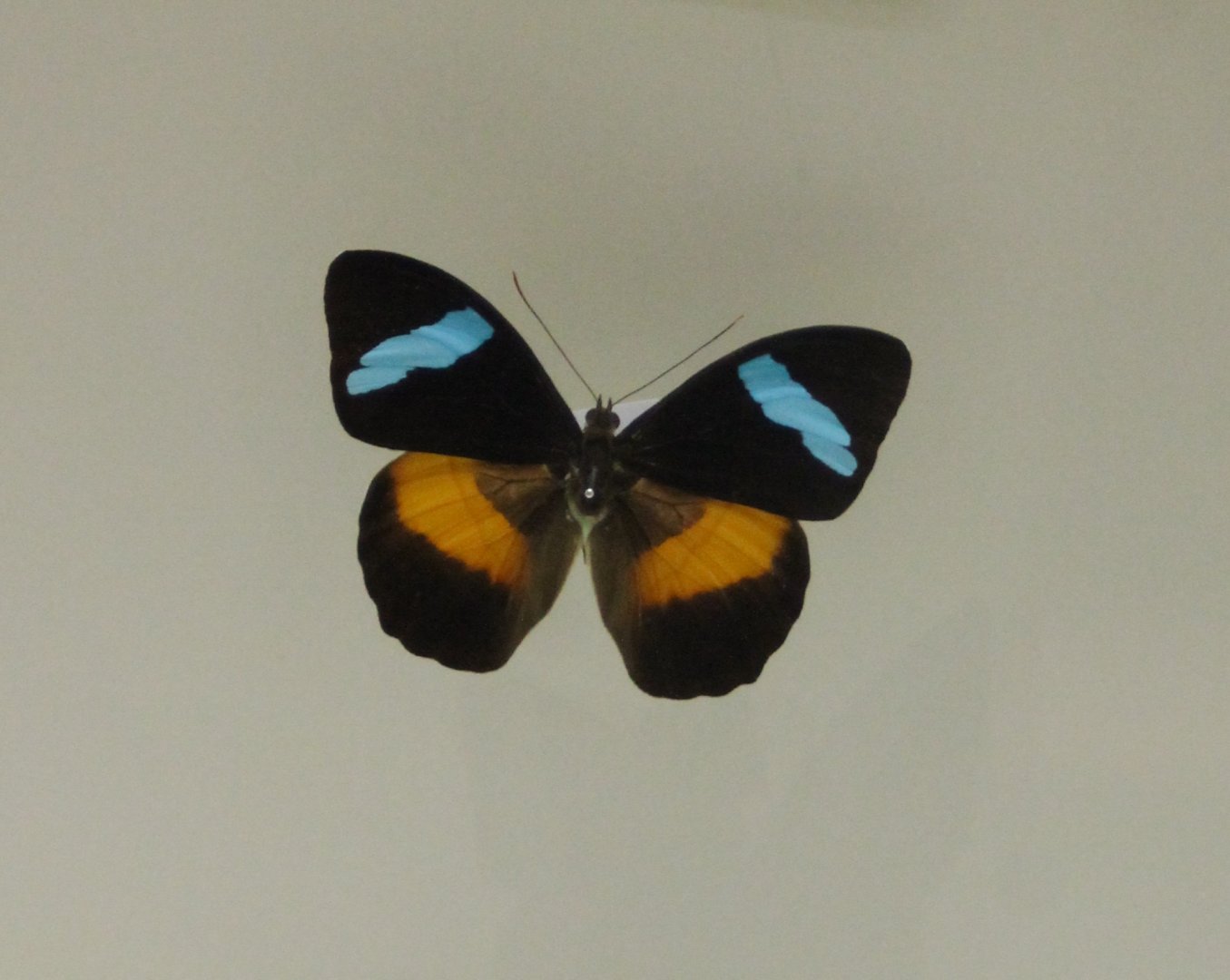 Obrina olivewing - Nessaea obrinus
