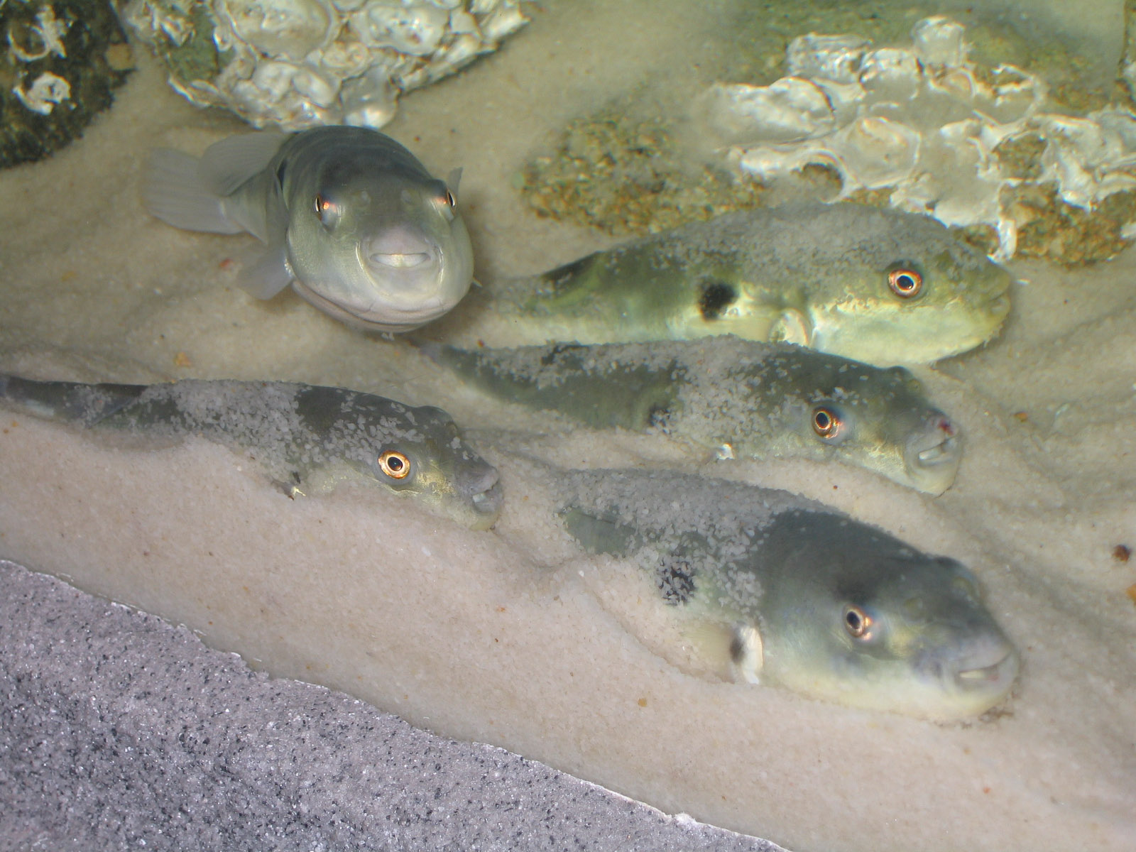 Obscure Puffer - Apr 2006