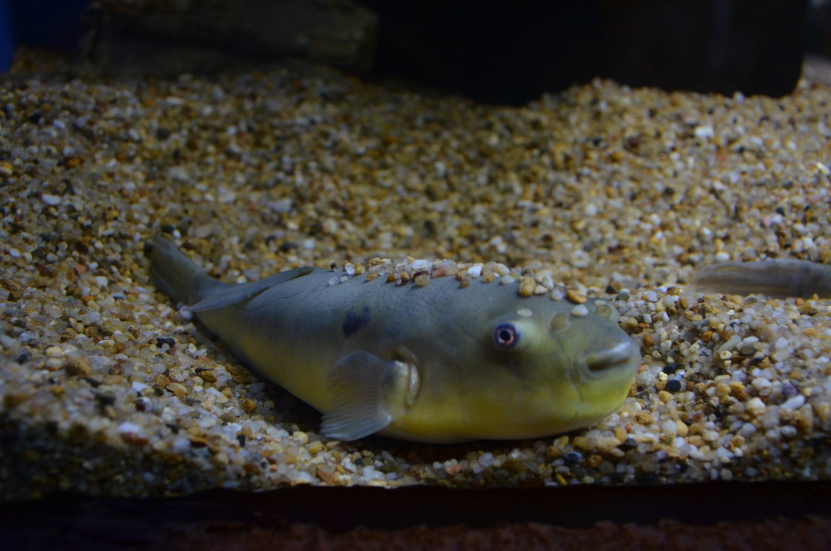 Obscure pufferfish,Takifugu obscurus