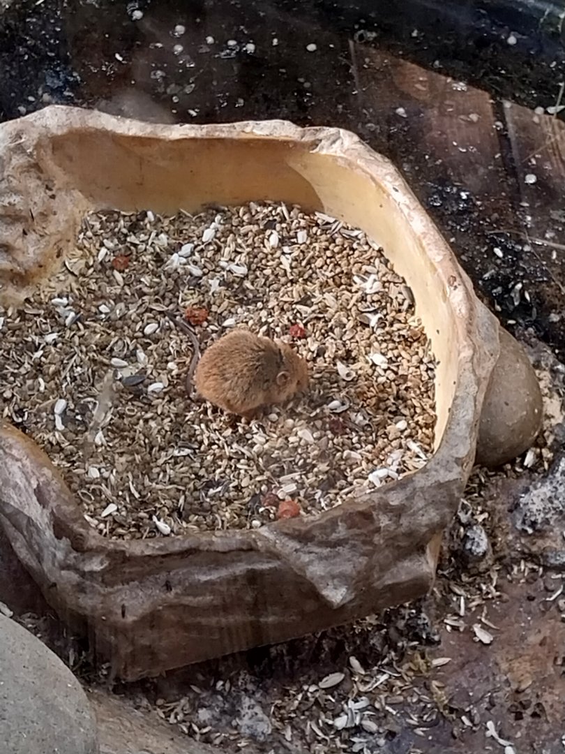 Observation cabin - Eurasian harvest mouse (Micromys minutus)
