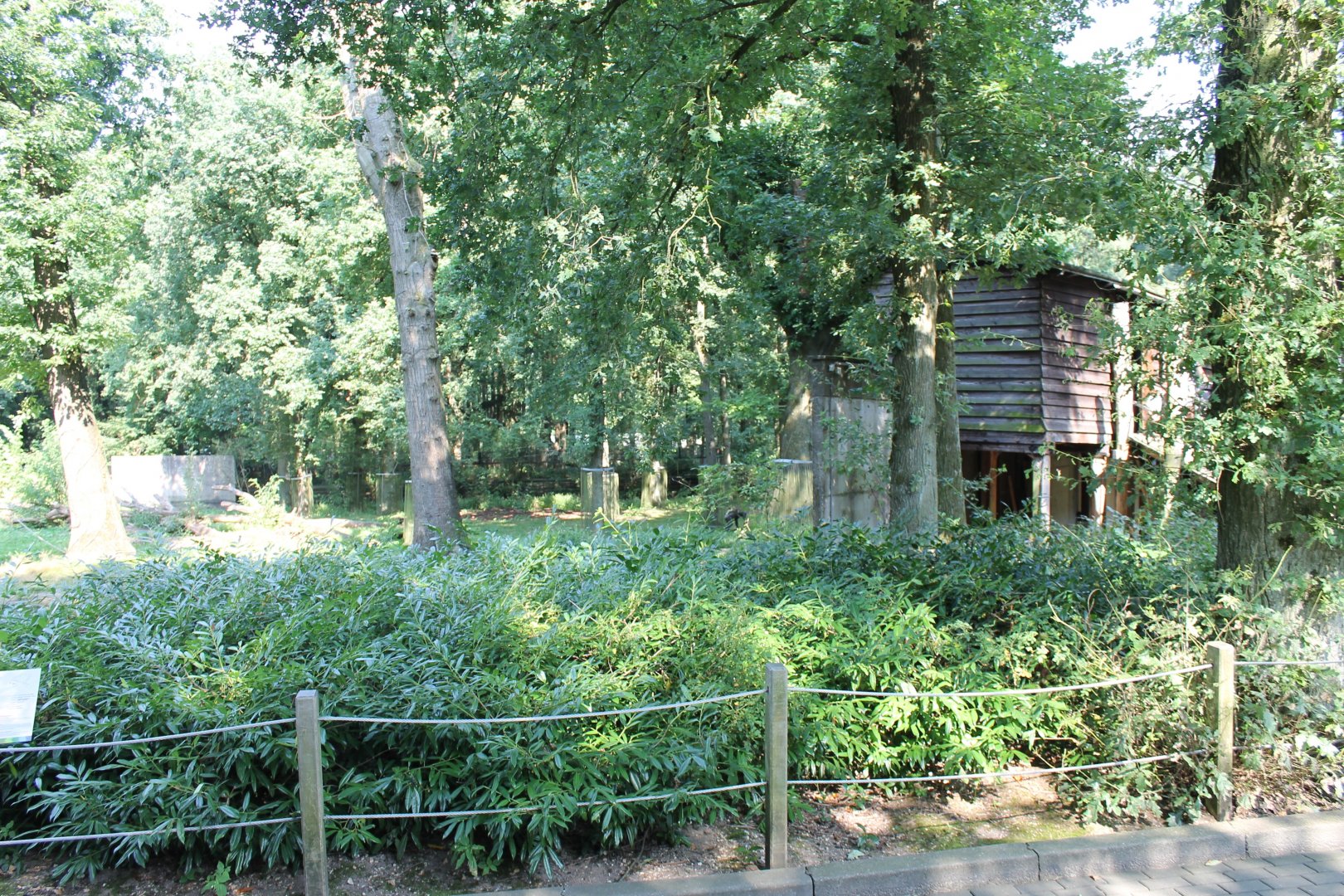 Observation-shed Chimps
