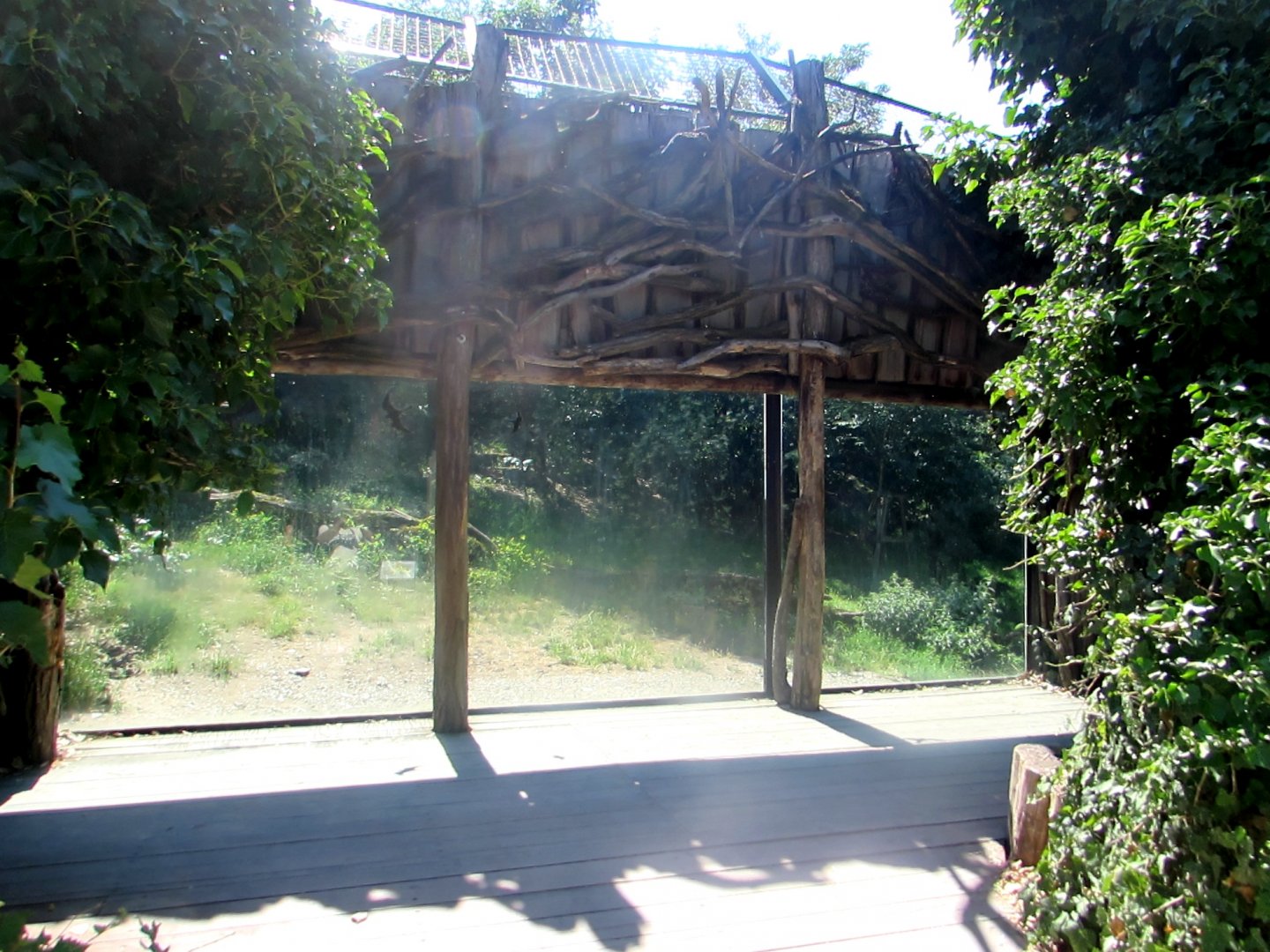 Observation window Siberian Tiger enclosure - July/2017