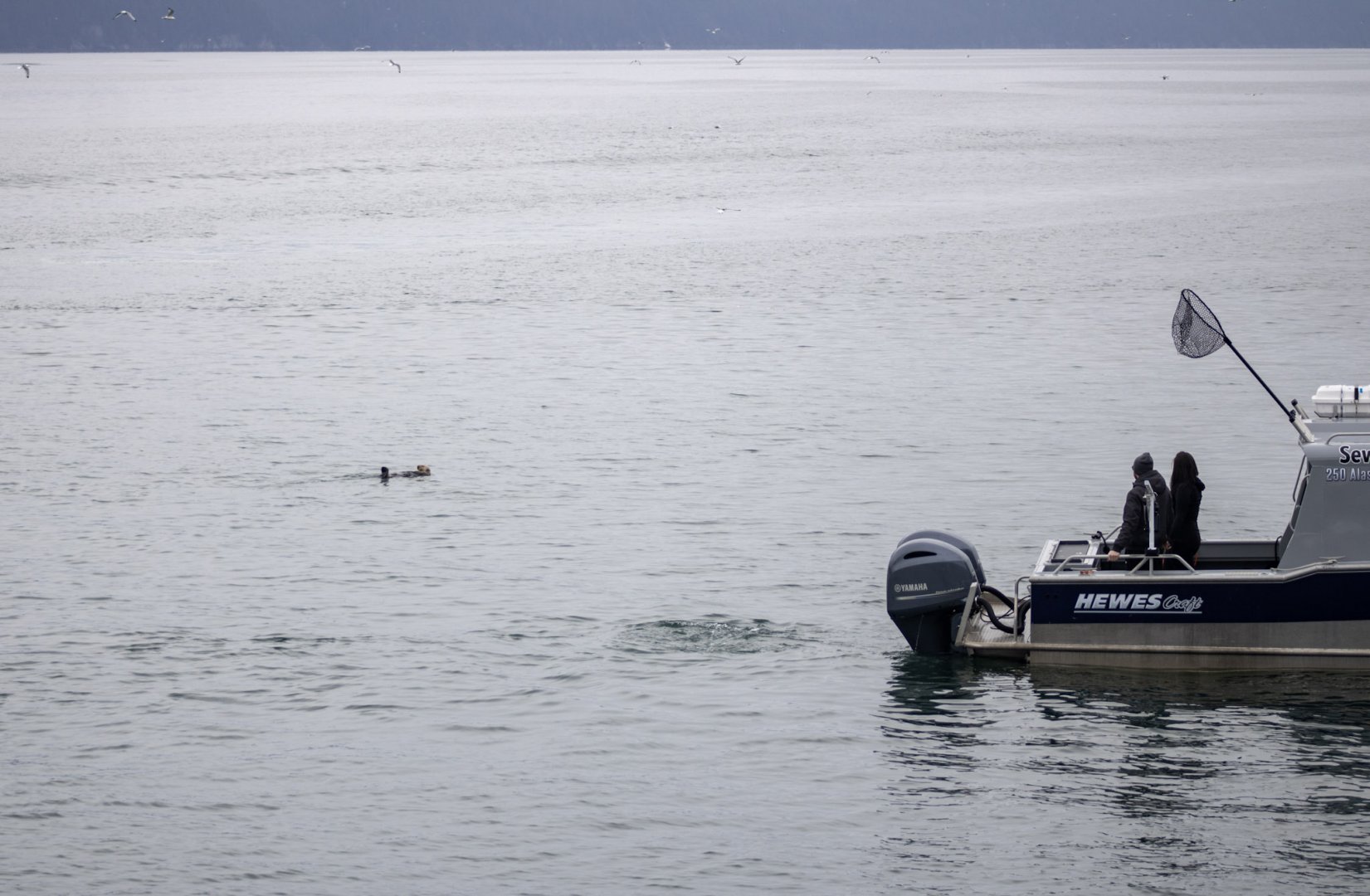 Observing a Sea Otter.  Resurection Bay.  Seward - Alaska